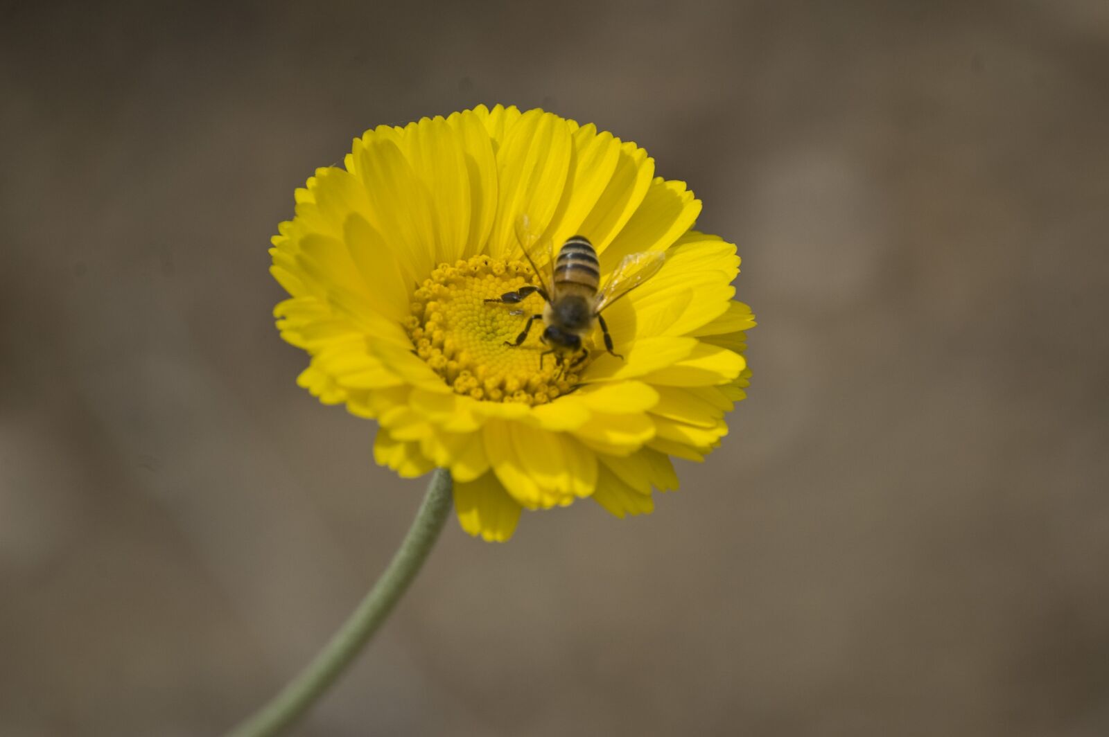 Nikon D40 sample photo. Bee, flower, insect photography