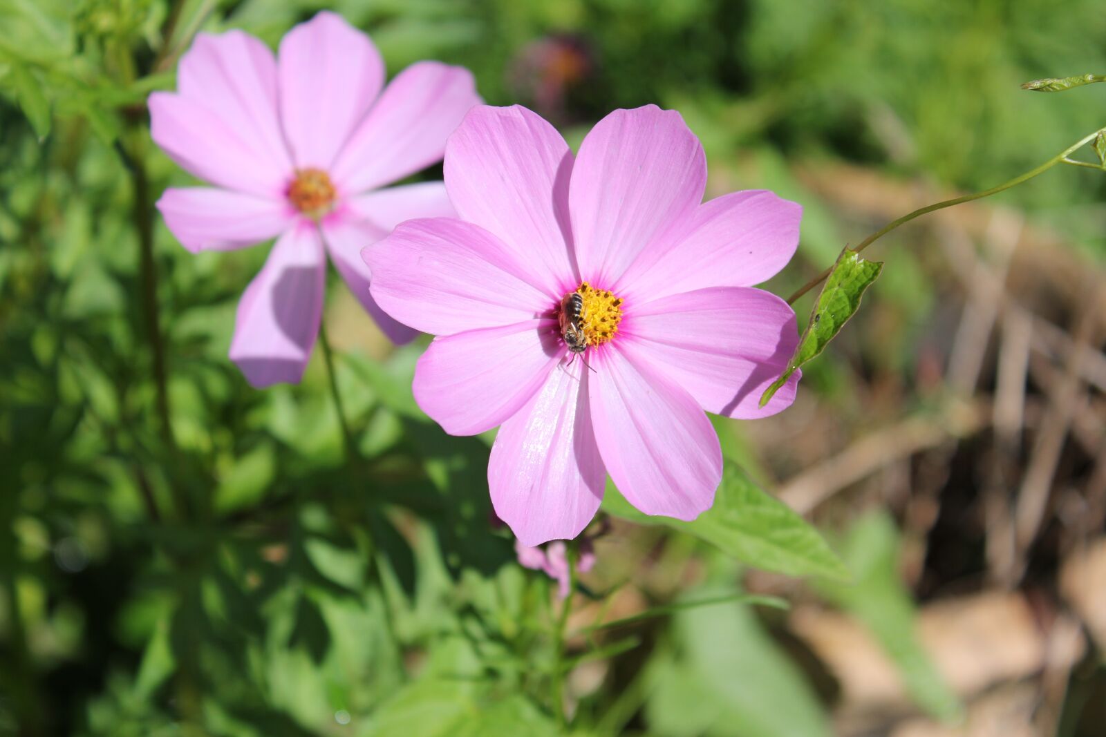 Canon EOS 550D (EOS Rebel T2i / EOS Kiss X4) sample photo. Nature, flower, flora photography