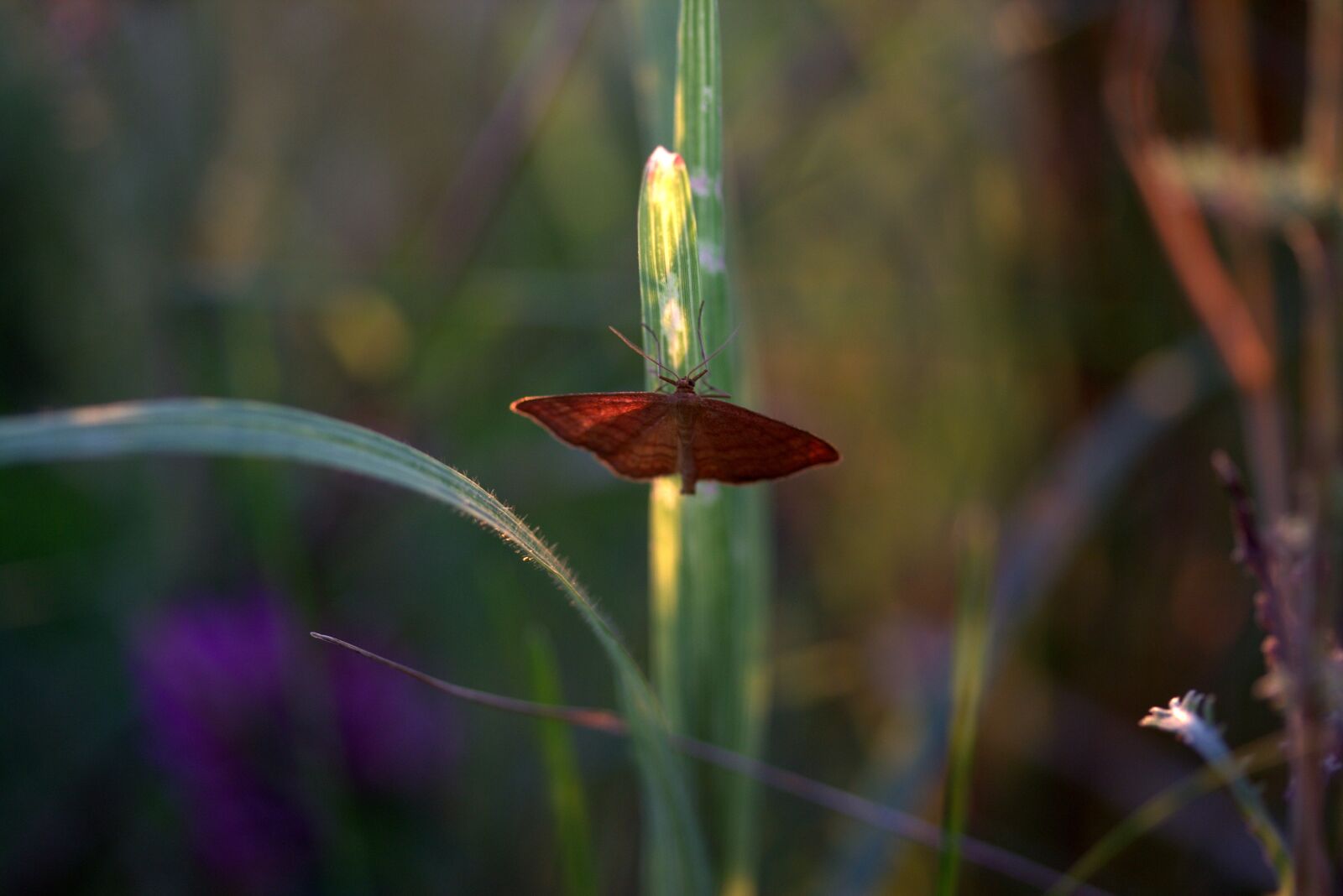 Canon EF-S 60mm F2.8 Macro USM sample photo. Butterfly, wings, red photography