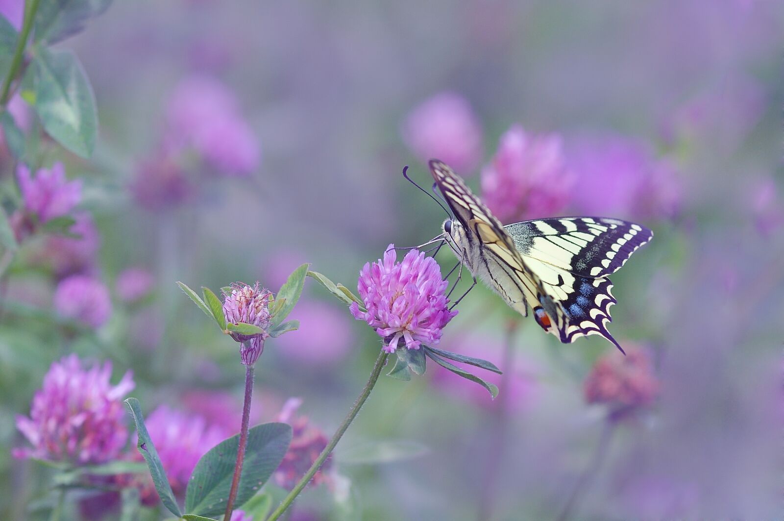 Nikon D90 sample photo. Dovetail, butterfly, klee photography