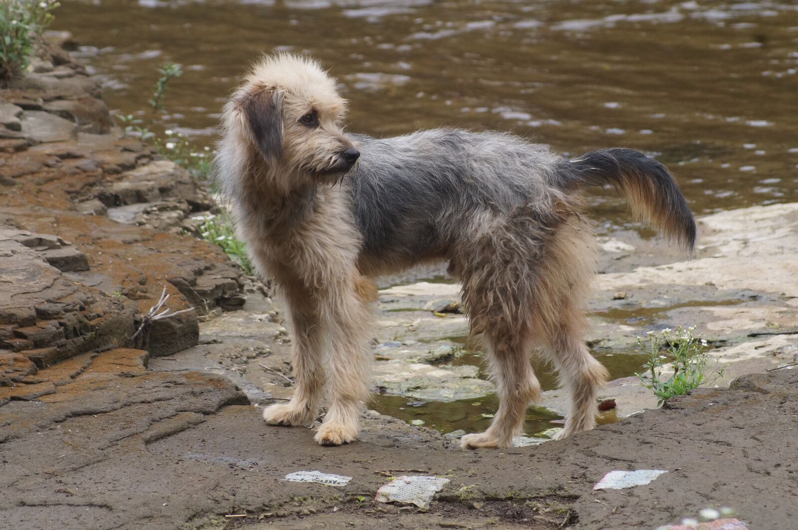 Sony SLT-A37 sample photo. Dog, water, river photography
