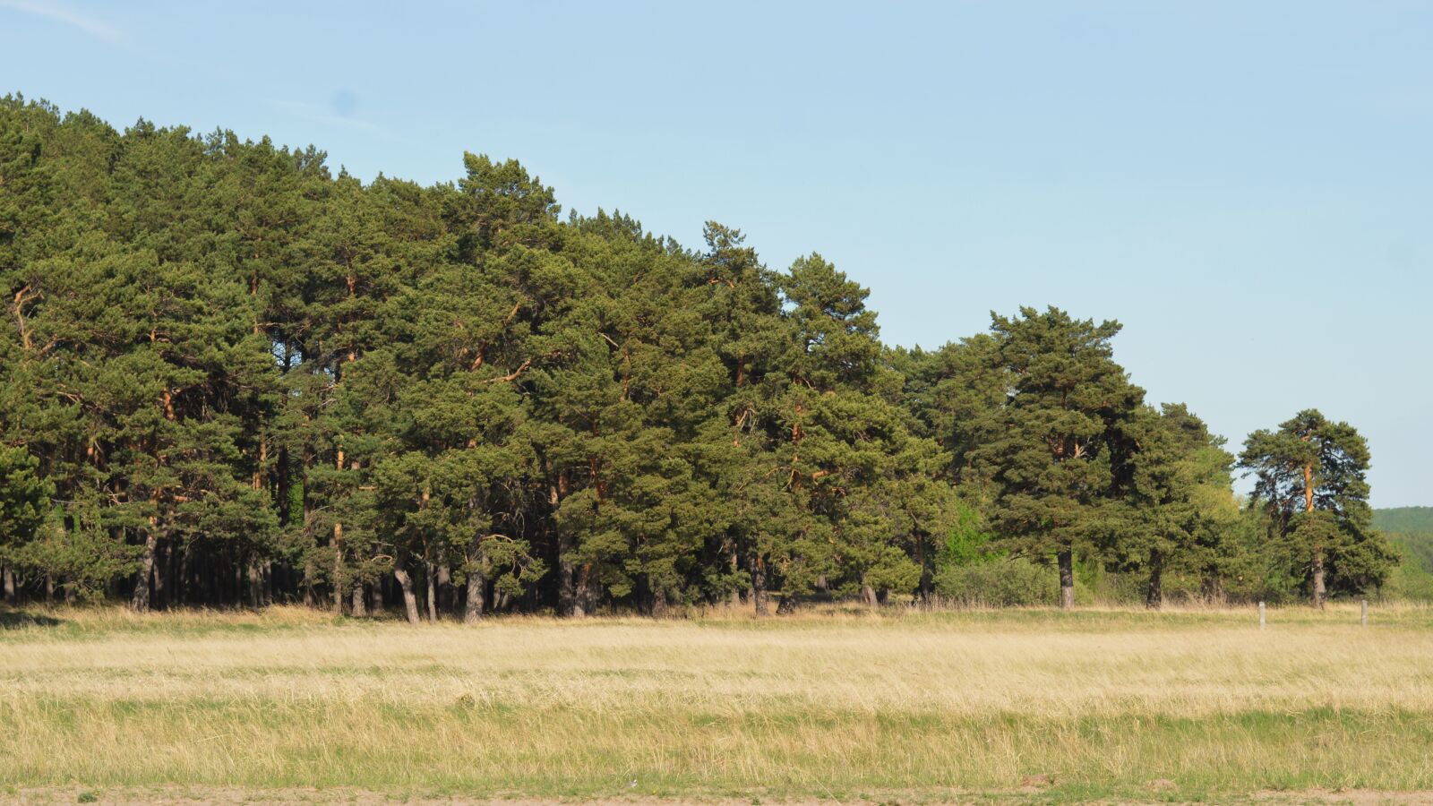 Nikon D3200 sample photo. Summer, forest, trees photography