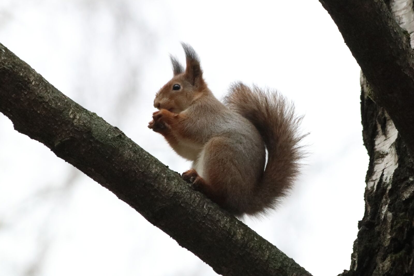 Canon EOS 77D (EOS 9000D / EOS 770D) sample photo. Nature, cute, tree photography