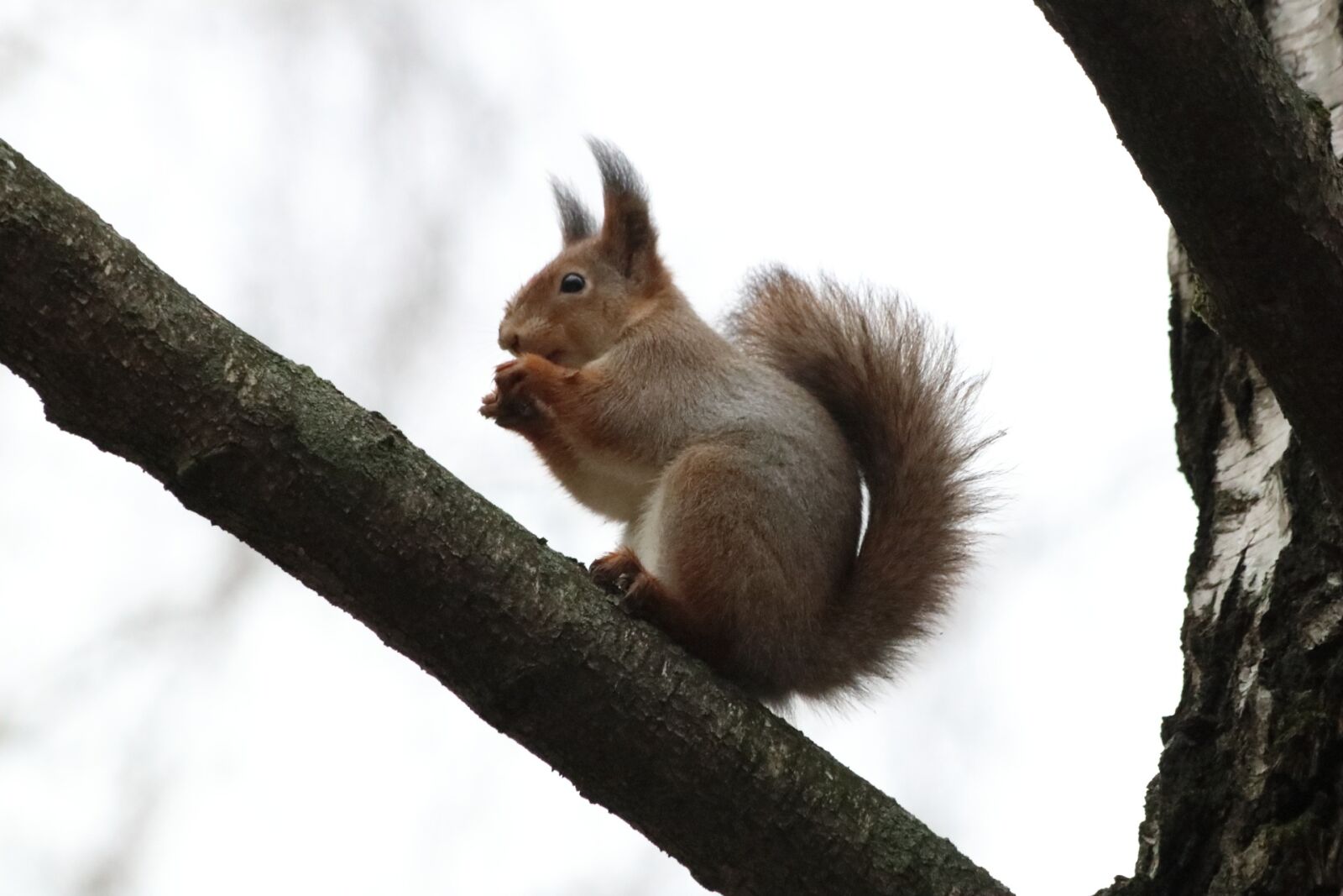 Canon EOS 77D (EOS 9000D / EOS 770D) + Canon EF 70-300mm F4-5.6 IS USM sample photo. Nature, cute, tree photography