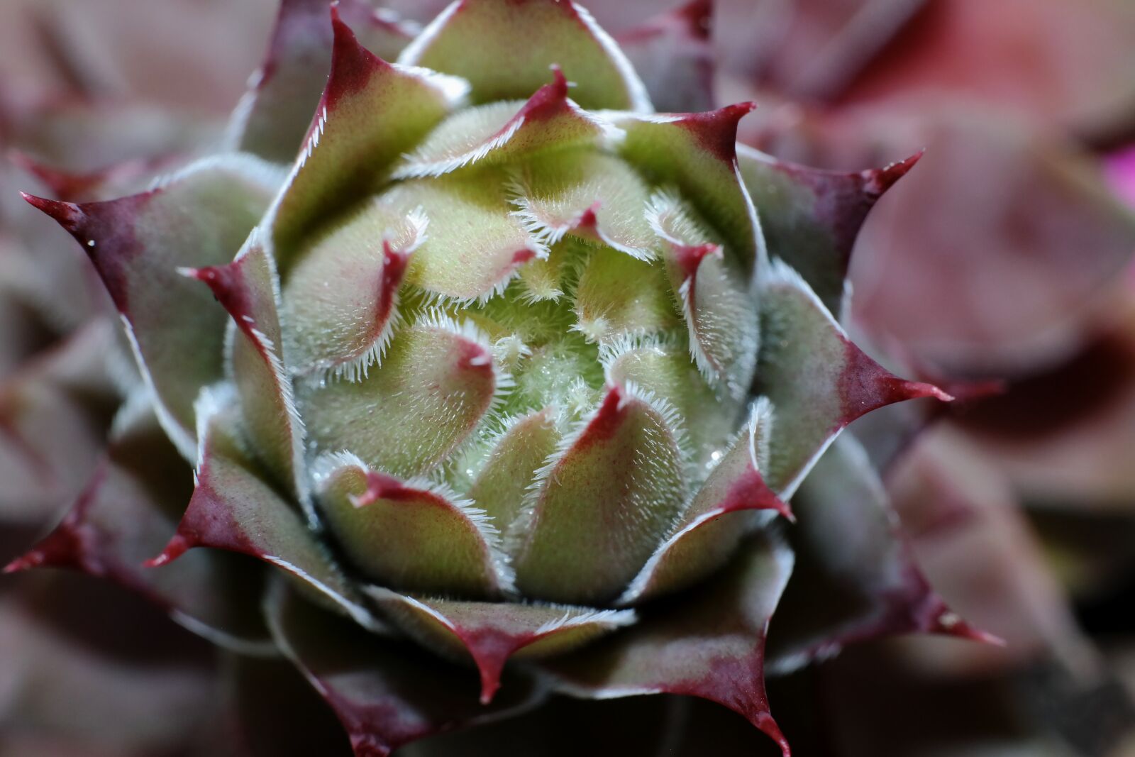 Samsung NX300M sample photo. Houseleek, blossom, bloom photography
