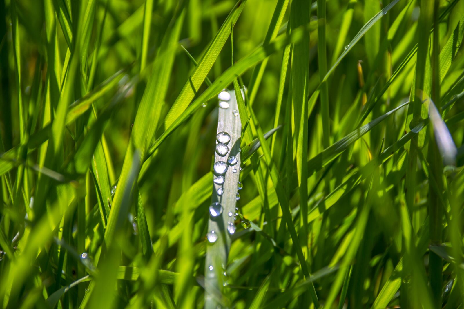 Nikon D3100 sample photo. Grass, rosa, morning photography