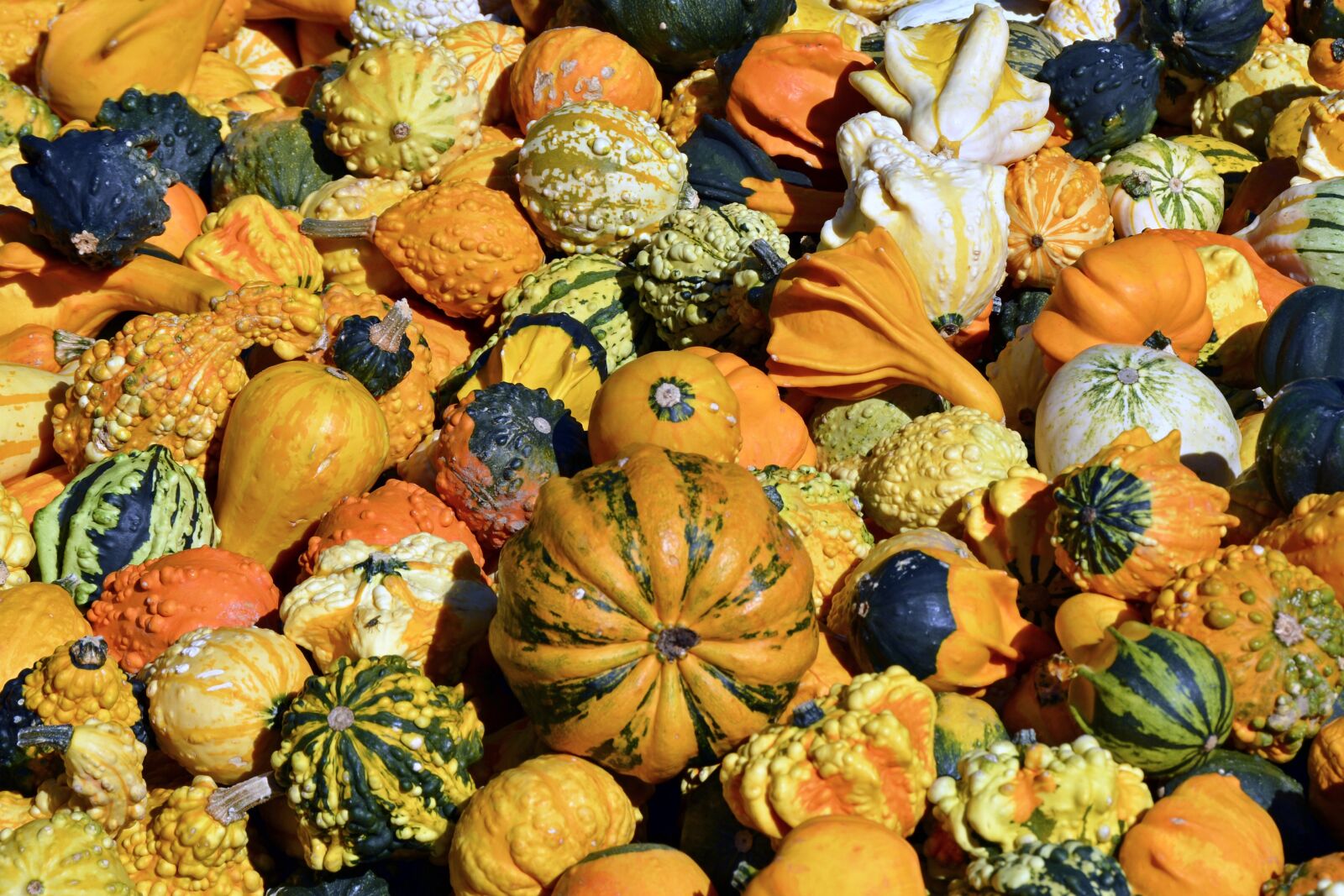 Nikon D7100 sample photo. Pumpkin, gourd, autumn photography