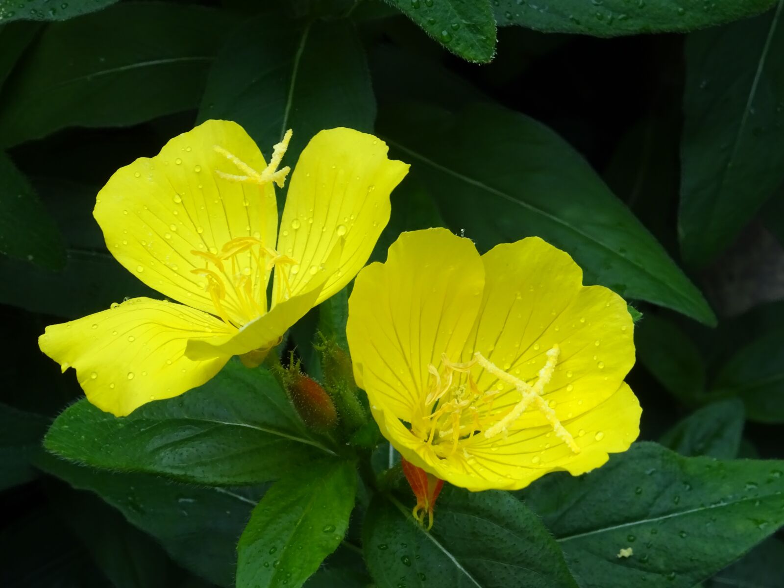 Sony DSC-HX60 sample photo. Yellow, macro, flower photography