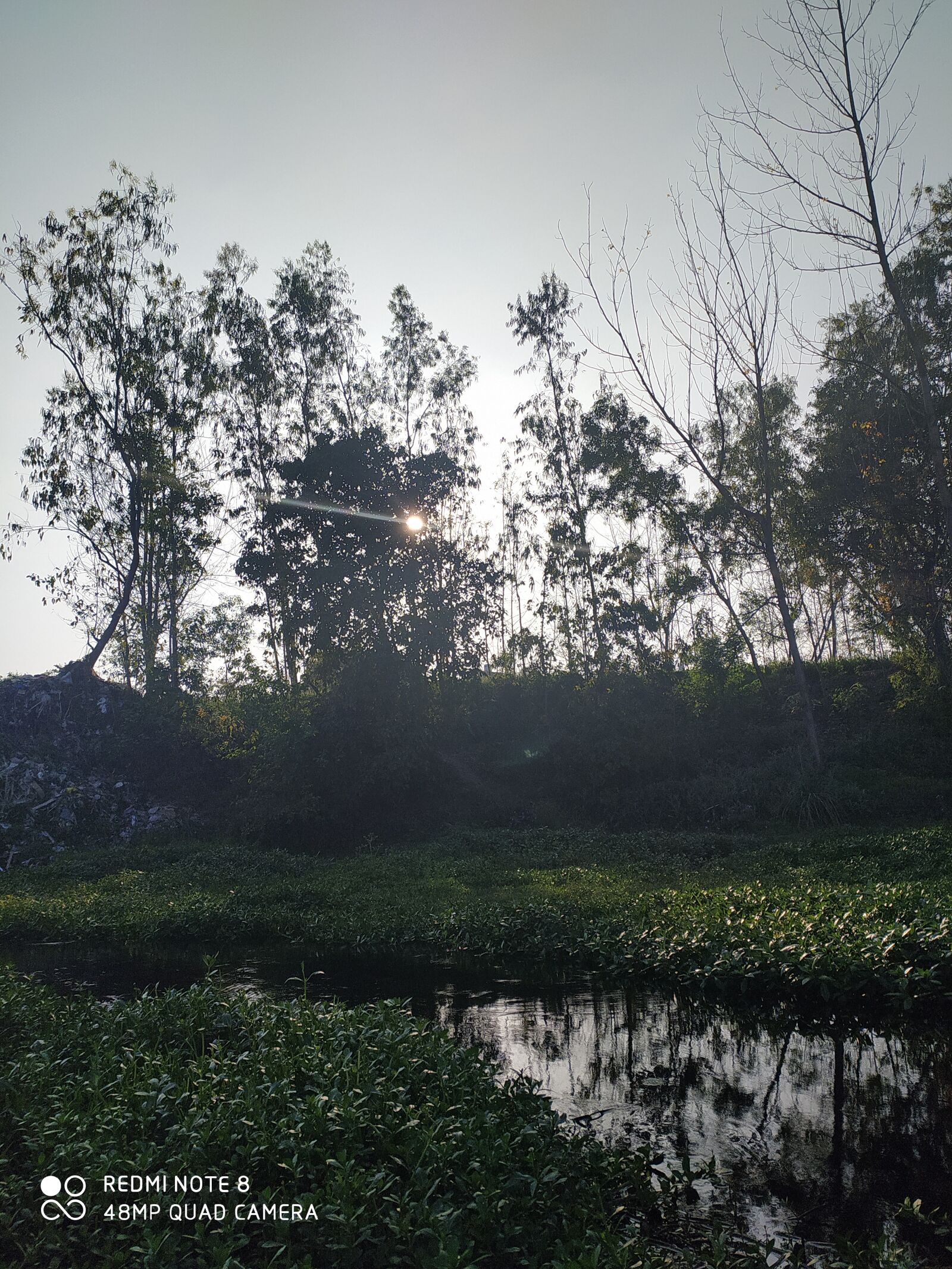Xiaomi Redmi Note 8 sample photo. Sunset, open view, trees photography