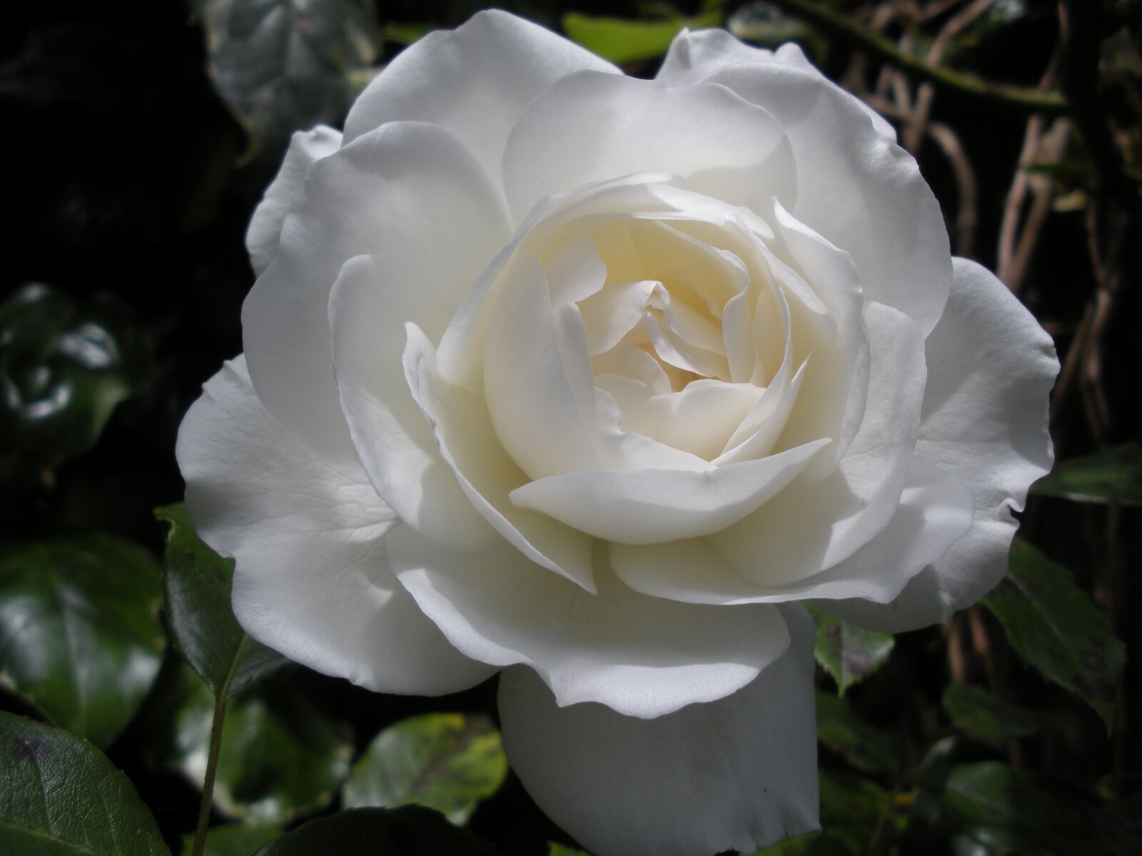 Nikon Coolpix S550 sample photo. White rose, flower, garden photography