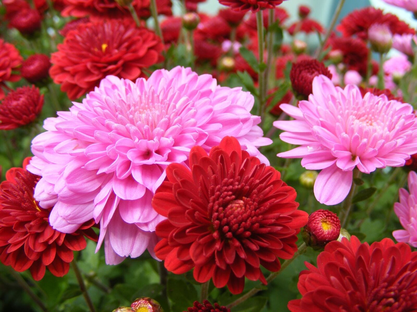 Fujifilm FinePix S5700 S700 sample photo. Mums, chrysanthemums, color photography