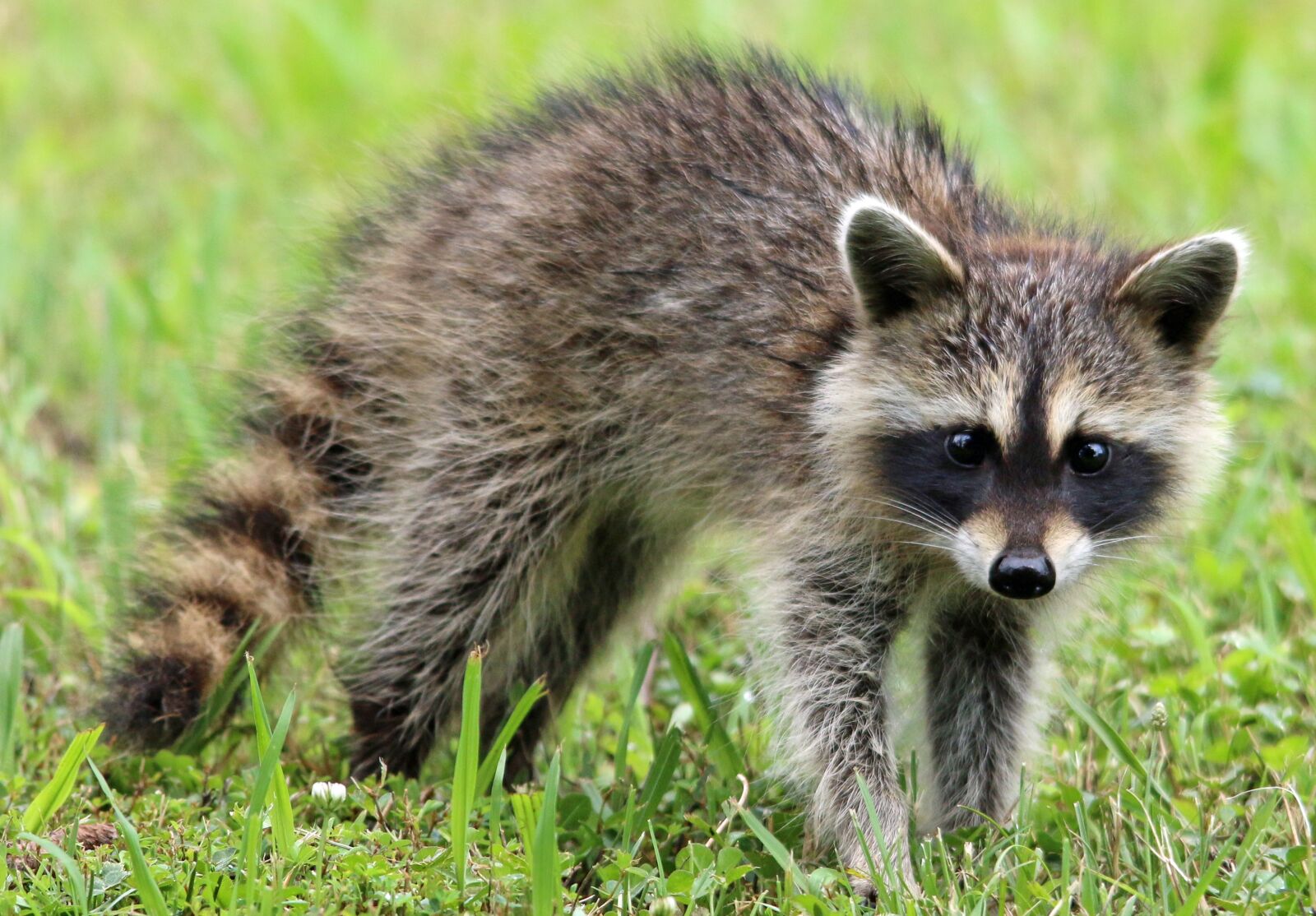 Canon EOS 70D sample photo. Raccoon, animal, wildlife photography