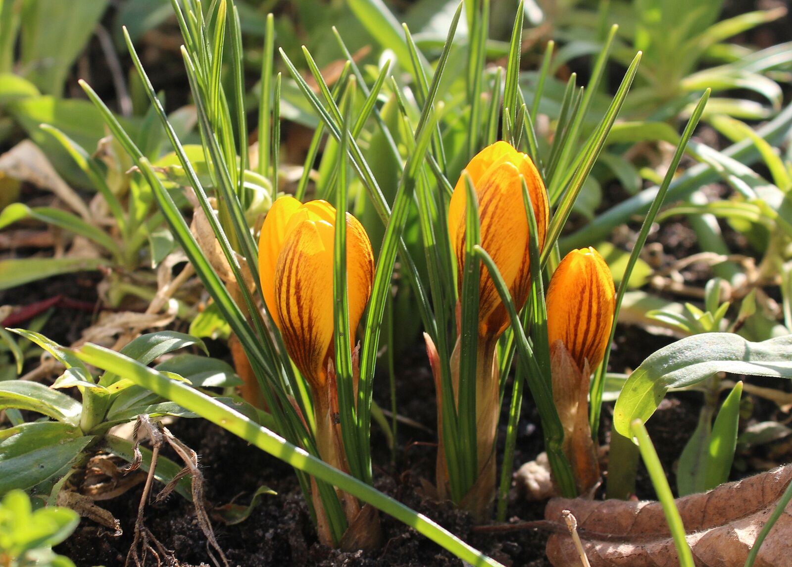 Canon EOS 1200D (EOS Rebel T5 / EOS Kiss X70 / EOS Hi) sample photo. Crocus, spring flowers, early photography