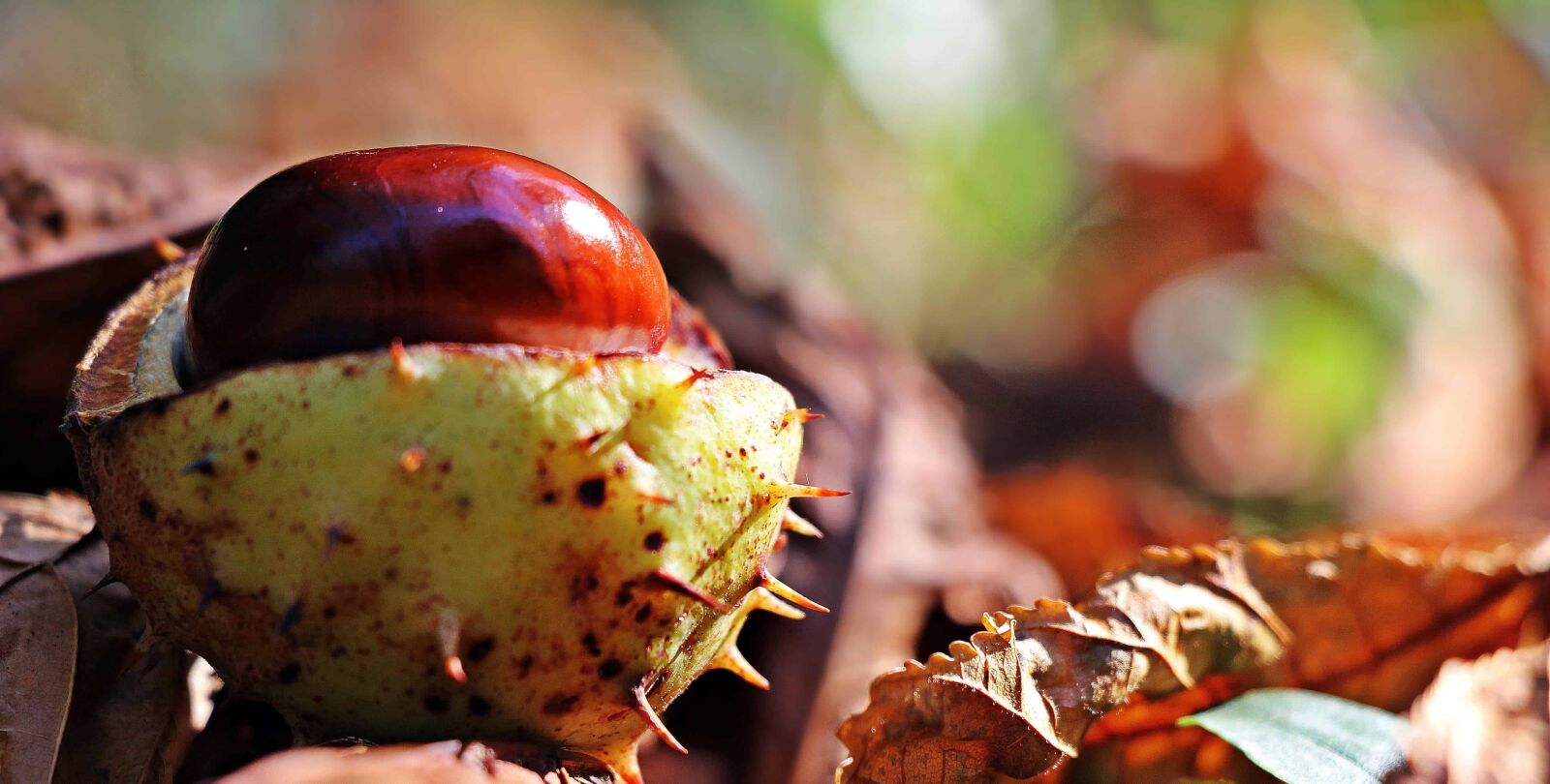 Canon EOS 550D (EOS Rebel T2i / EOS Kiss X4) sample photo. Nature, chestnut, leaf, autumn photography