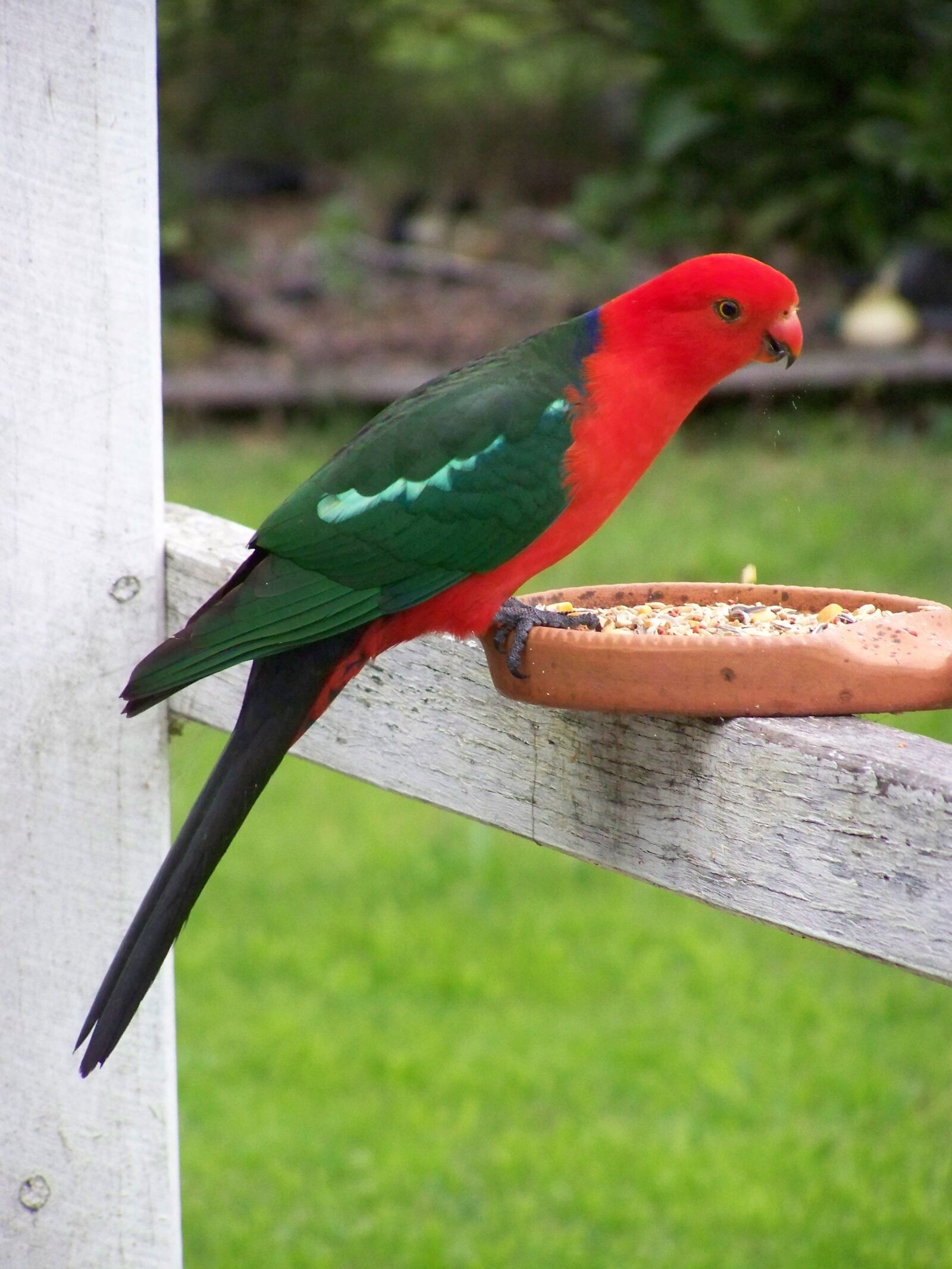 Kodak EASYSHARE ZD710 ZOOM DIGITAL CAMERA sample photo. King parrot, parrot, bird photography
