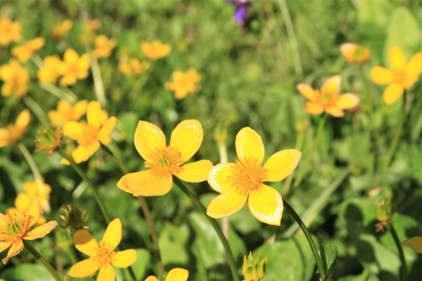 Canon EOS 7D sample photo. Pubg, plumber, flower photography