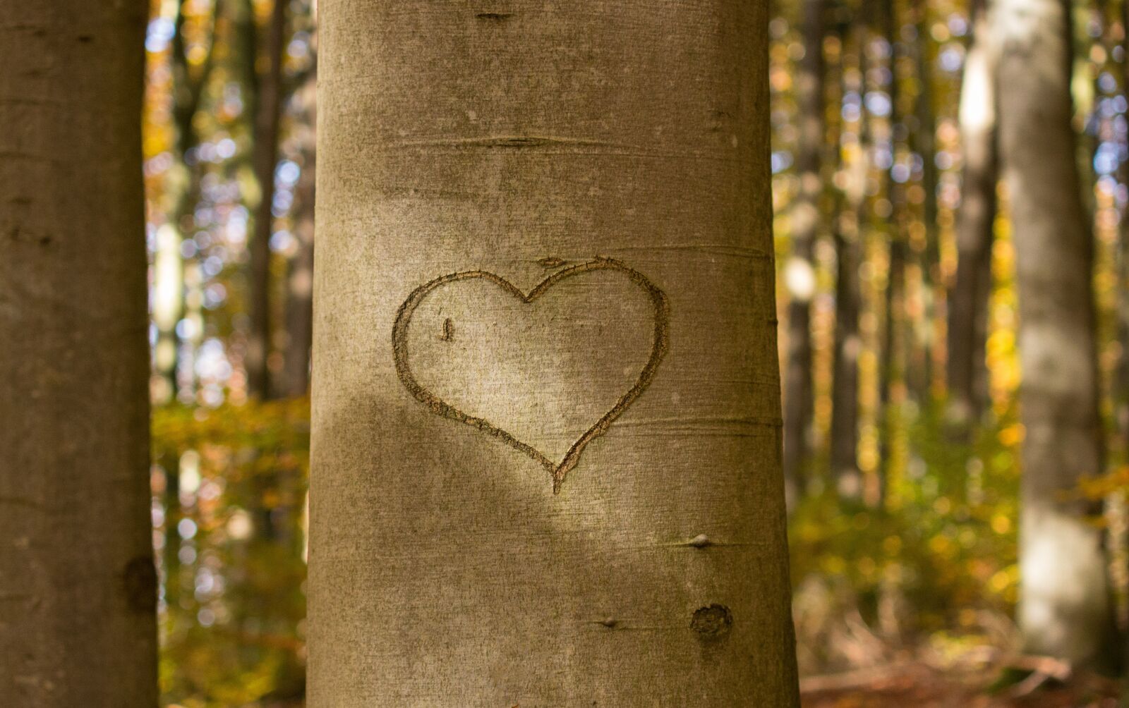 Canon EOS 600D (Rebel EOS T3i / EOS Kiss X5) sample photo. Heart, tree, scratch photography