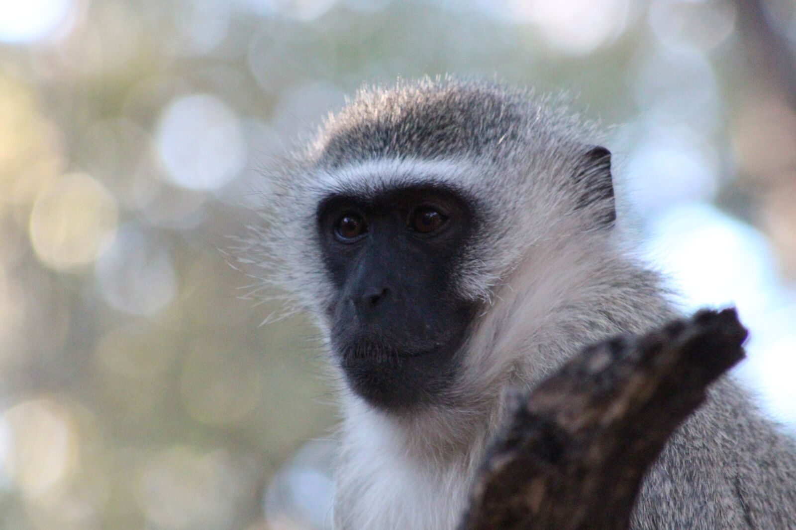 Canon EF 75-300mm f/4-5.6 sample photo. Ape, monkey, animal photography