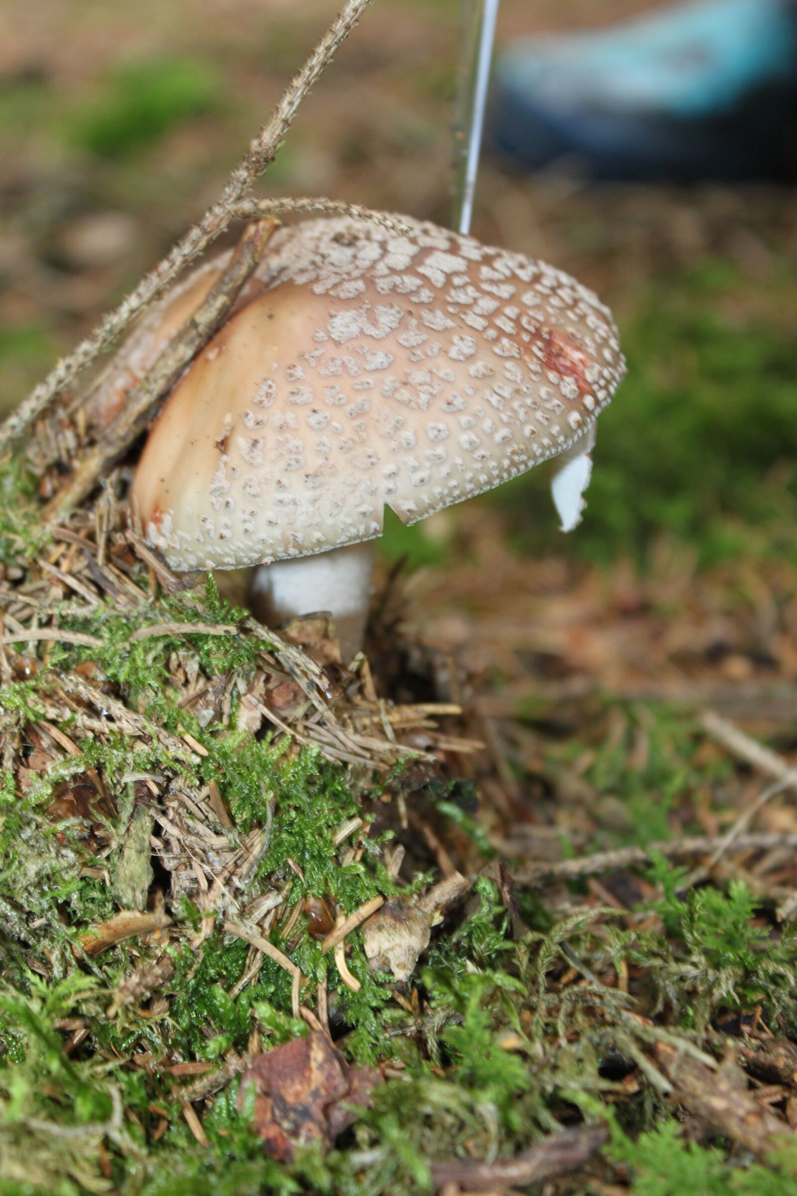 Canon EOS 500D (EOS Rebel T1i / EOS Kiss X3) sample photo. Mushroom, forest, ground photography