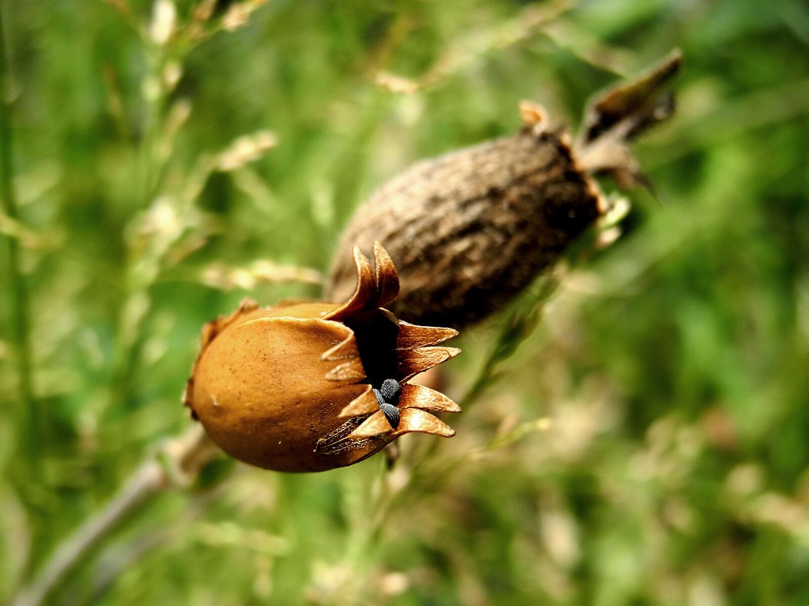 Nikon Coolpix P7000 sample photo. Odkvetlý, seeds, macro photography