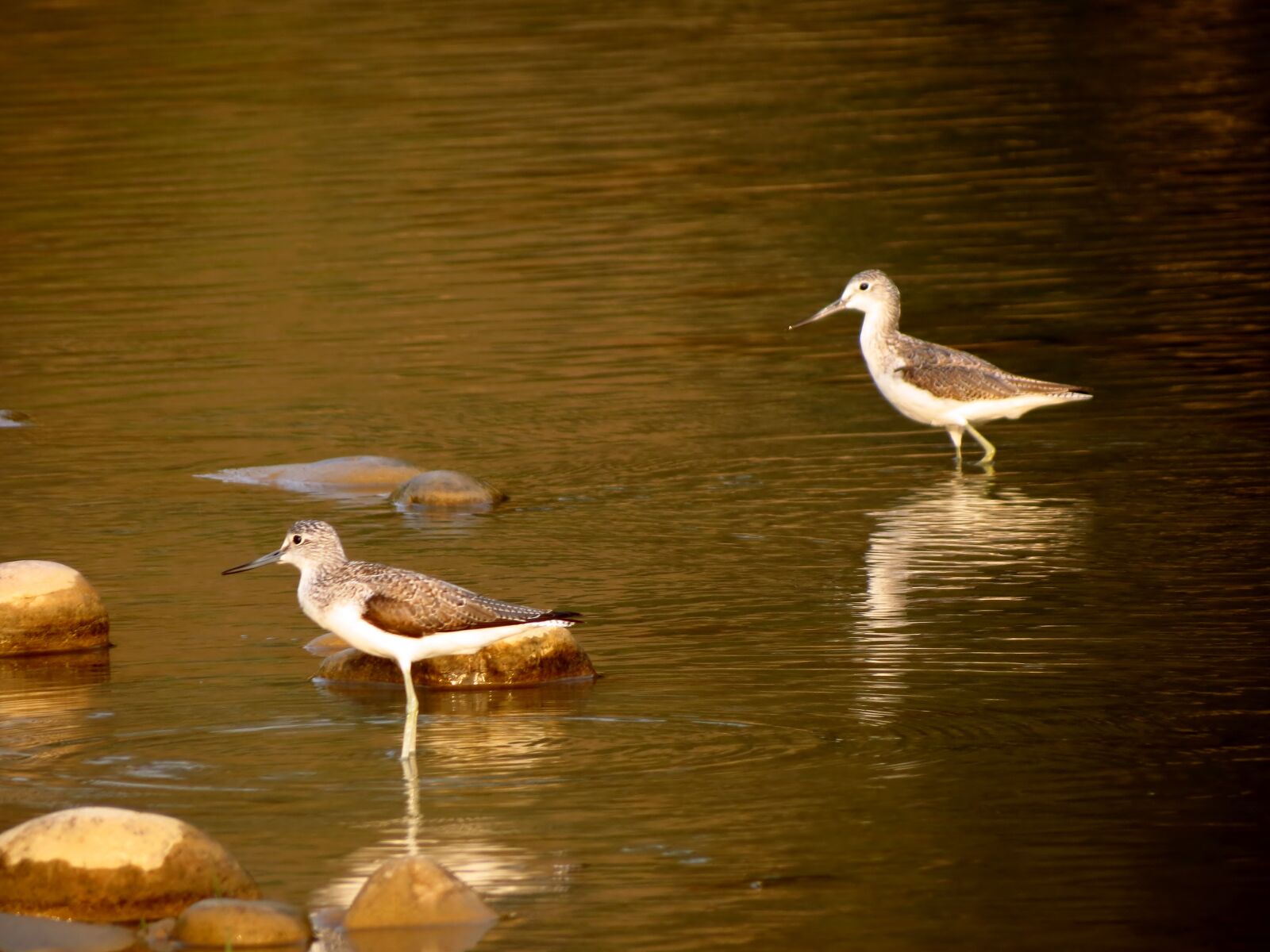 Canon PowerShot SX40 HS sample photo. Birds photography