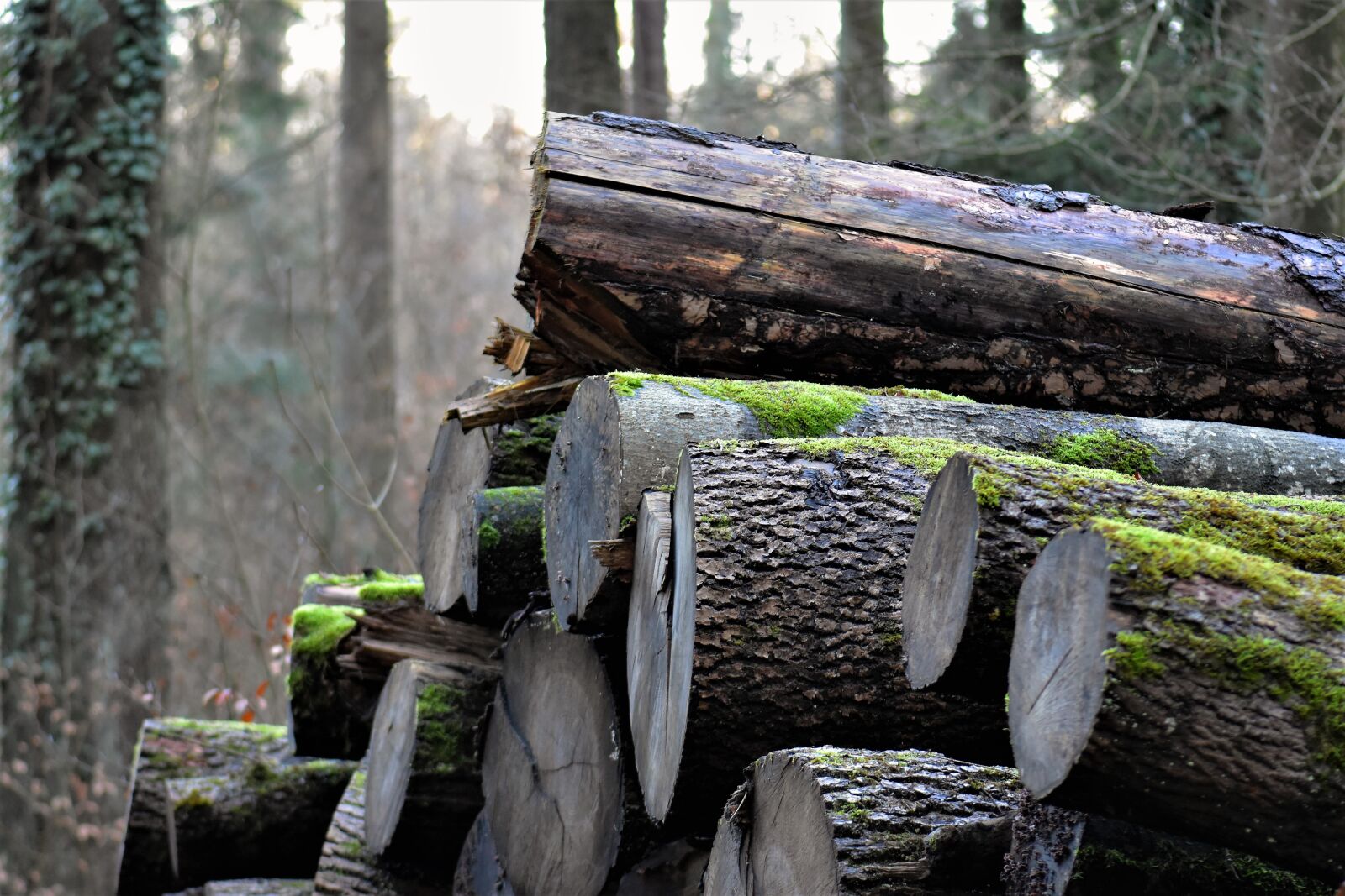 Nikon D5500 sample photo. Wood, tree, nature photography