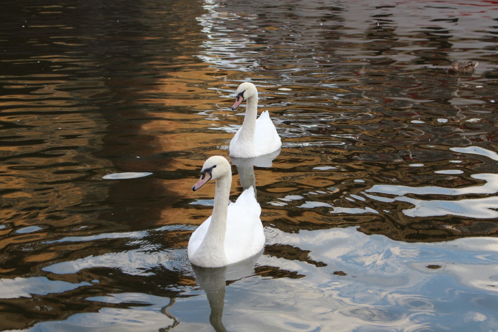 Canon EOS 700D (EOS Rebel T5i / EOS Kiss X7i) sample photo. Swan, water, reflection photography