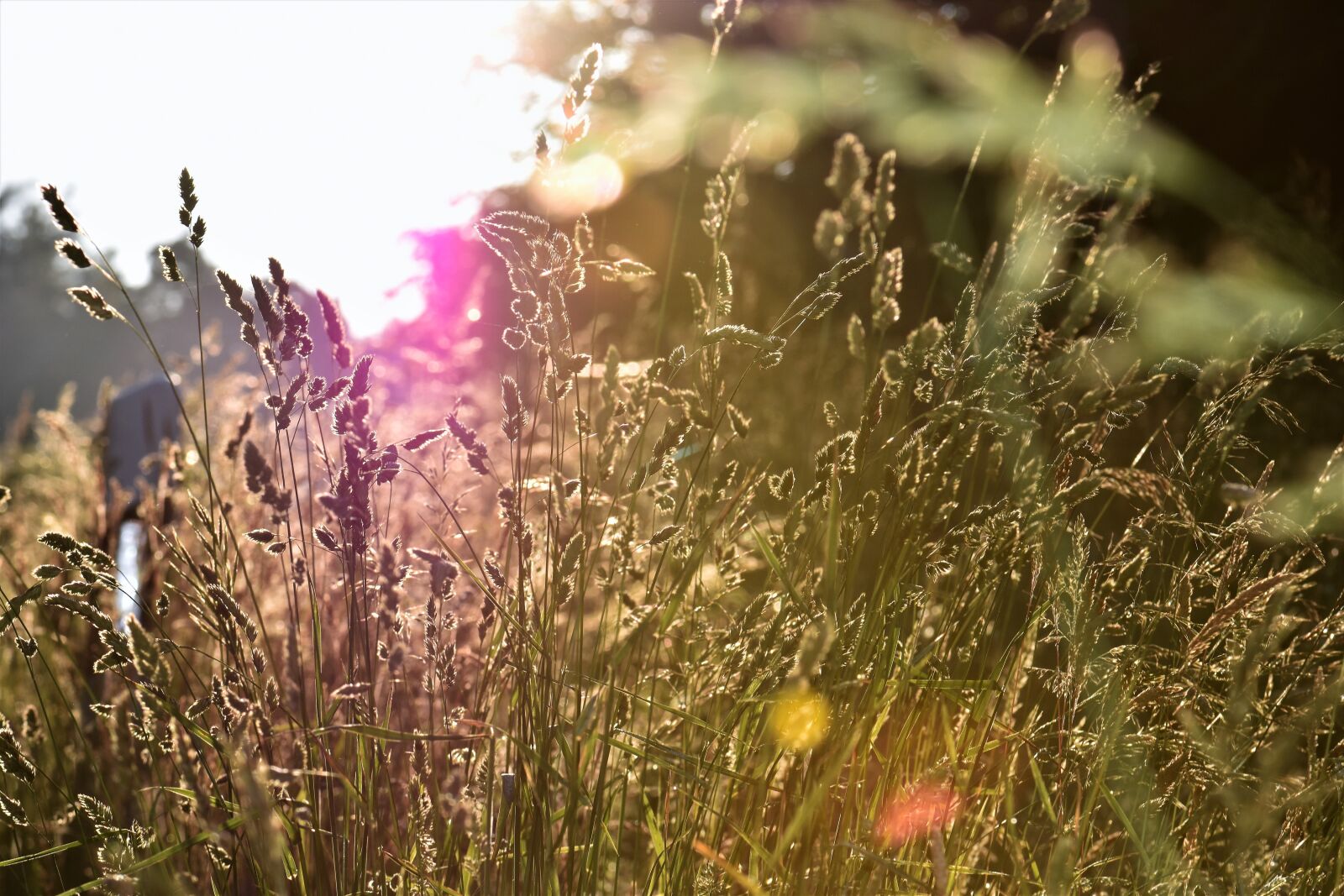 Nikon D5500 sample photo. Meadow, nature, field photography