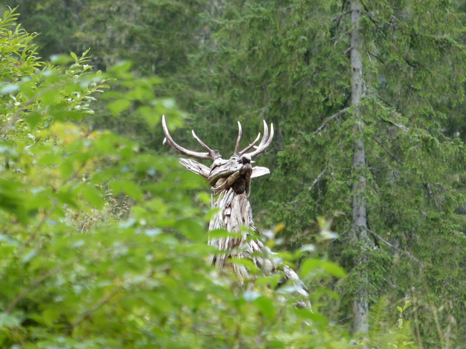 Panasonic Lumix DMC-FZ200 sample photo. Hirsch, forest, meadow photography