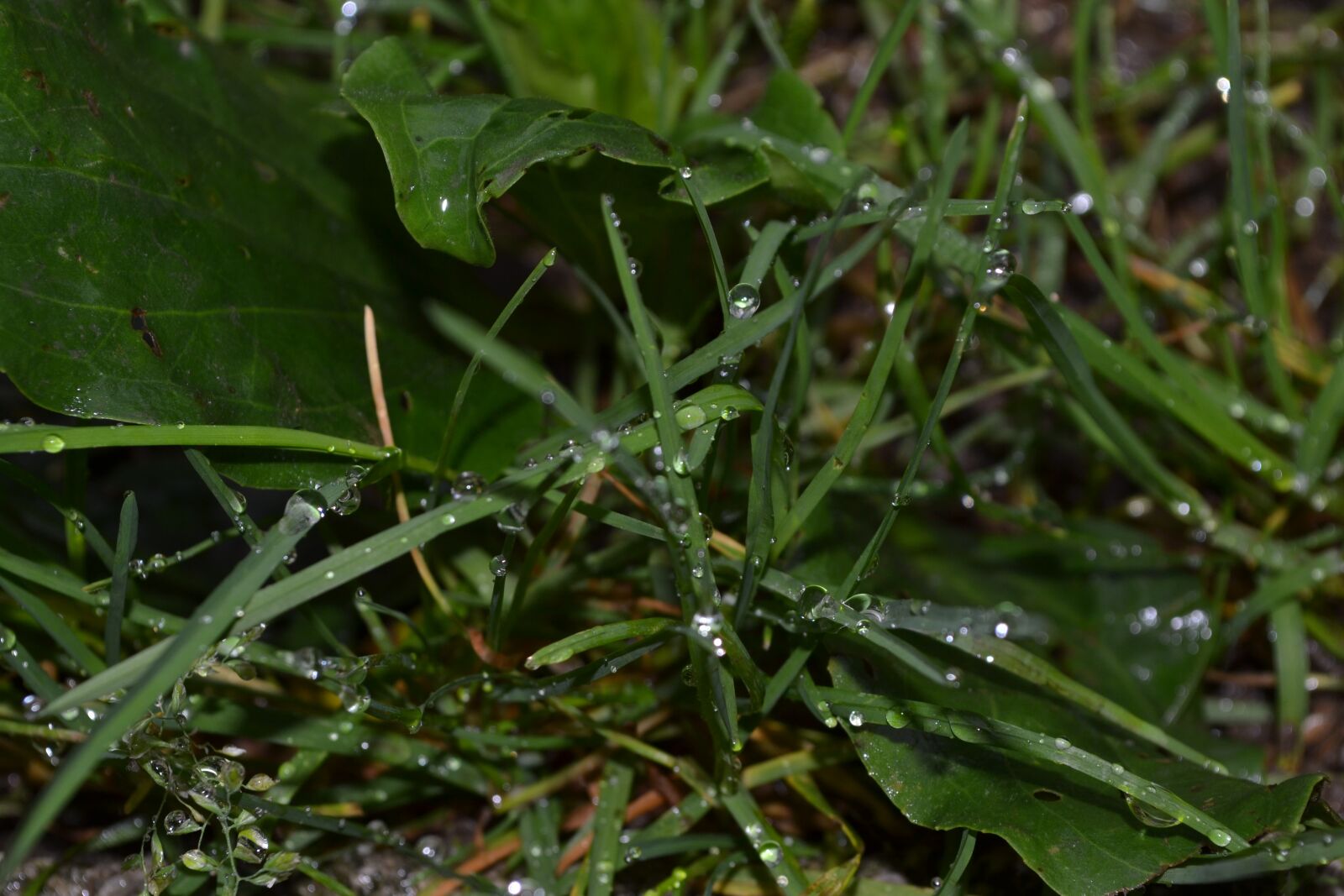 Nikon D3100 sample photo. Green, grass, nature photography