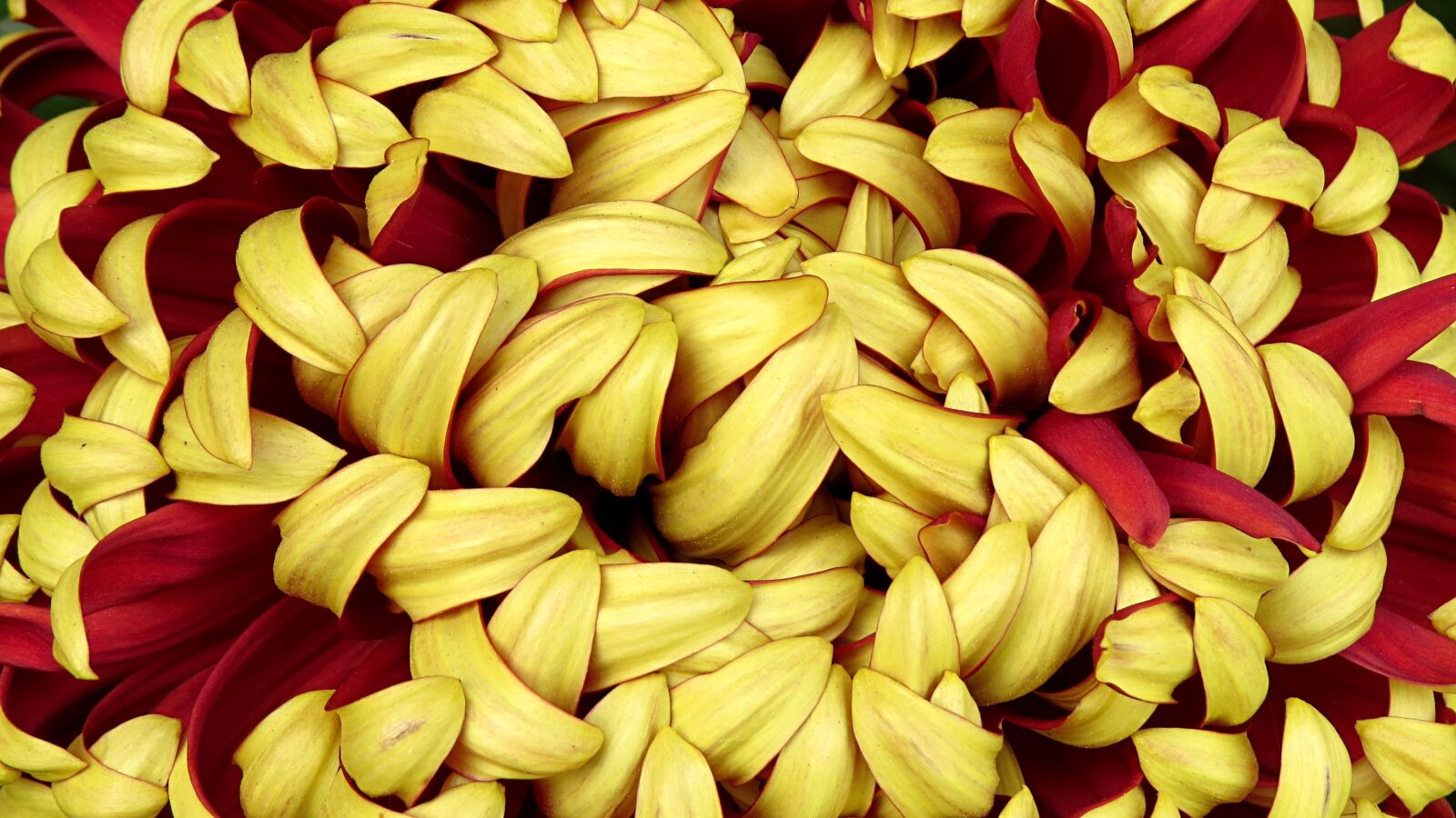 Canon PowerShot SX50 HS sample photo. Petal, flower, elegant photography