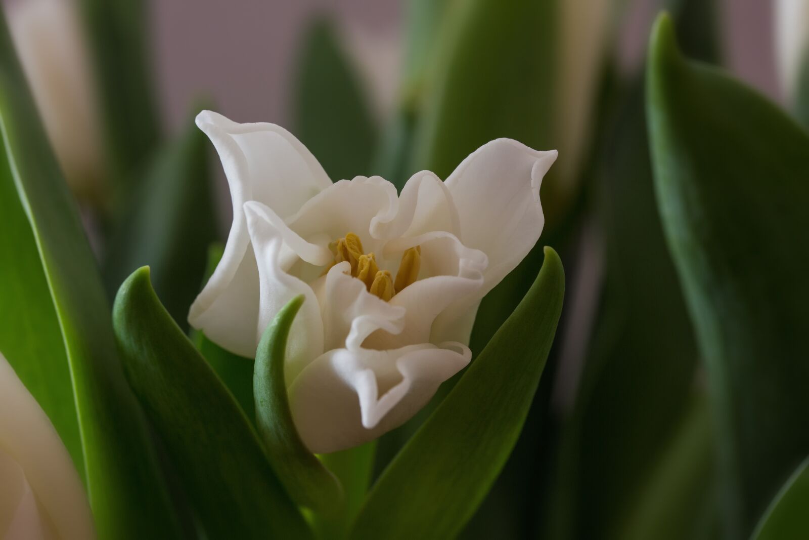Canon EF-S 60mm F2.8 Macro USM sample photo. Nature, flowers, blossom photography