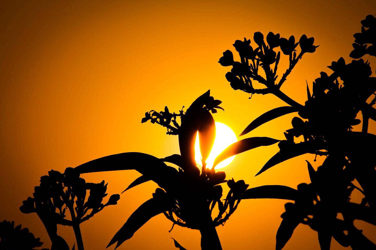 Canon EOS 700D (EOS Rebel T5i / EOS Kiss X7i) sample photo. Sunset, silhouette, sun photography
