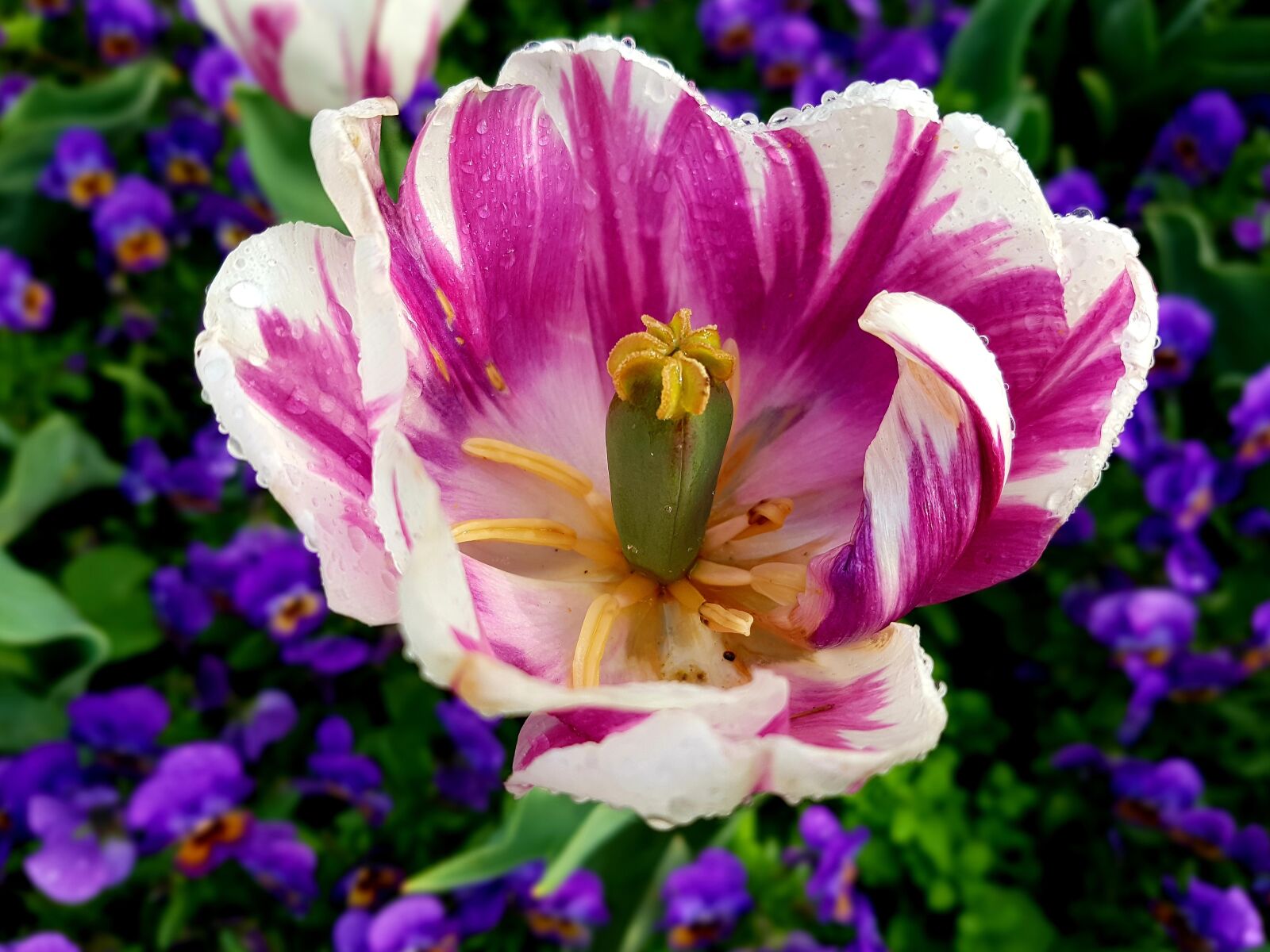 Samsung Galaxy S7 Edge sample photo. Tulip, park, garden photography