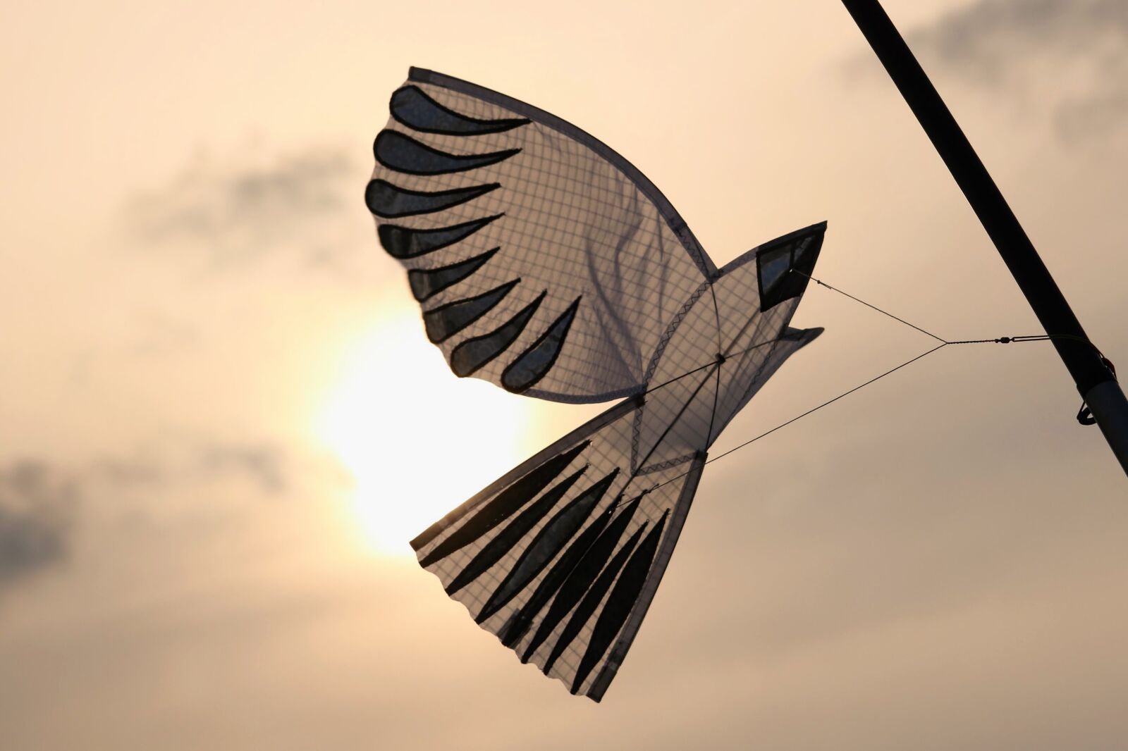 Canon EOS 750D (EOS Rebel T6i / EOS Kiss X8i) sample photo. Sunset, dragons, seagull photography