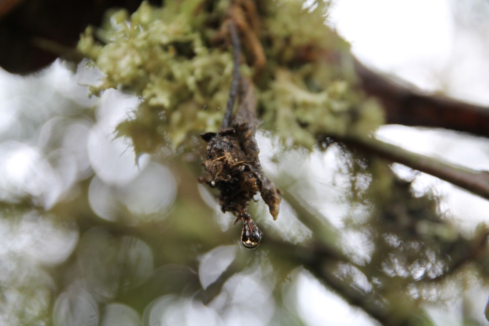 Canon EOS 1100D (EOS Rebel T3 / EOS Kiss X50) sample photo. Nature, water, raindrops photography