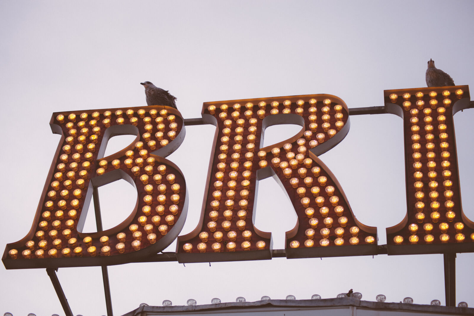 Canon EOS 5D Mark II sample photo. Bird, letters, light, sign photography