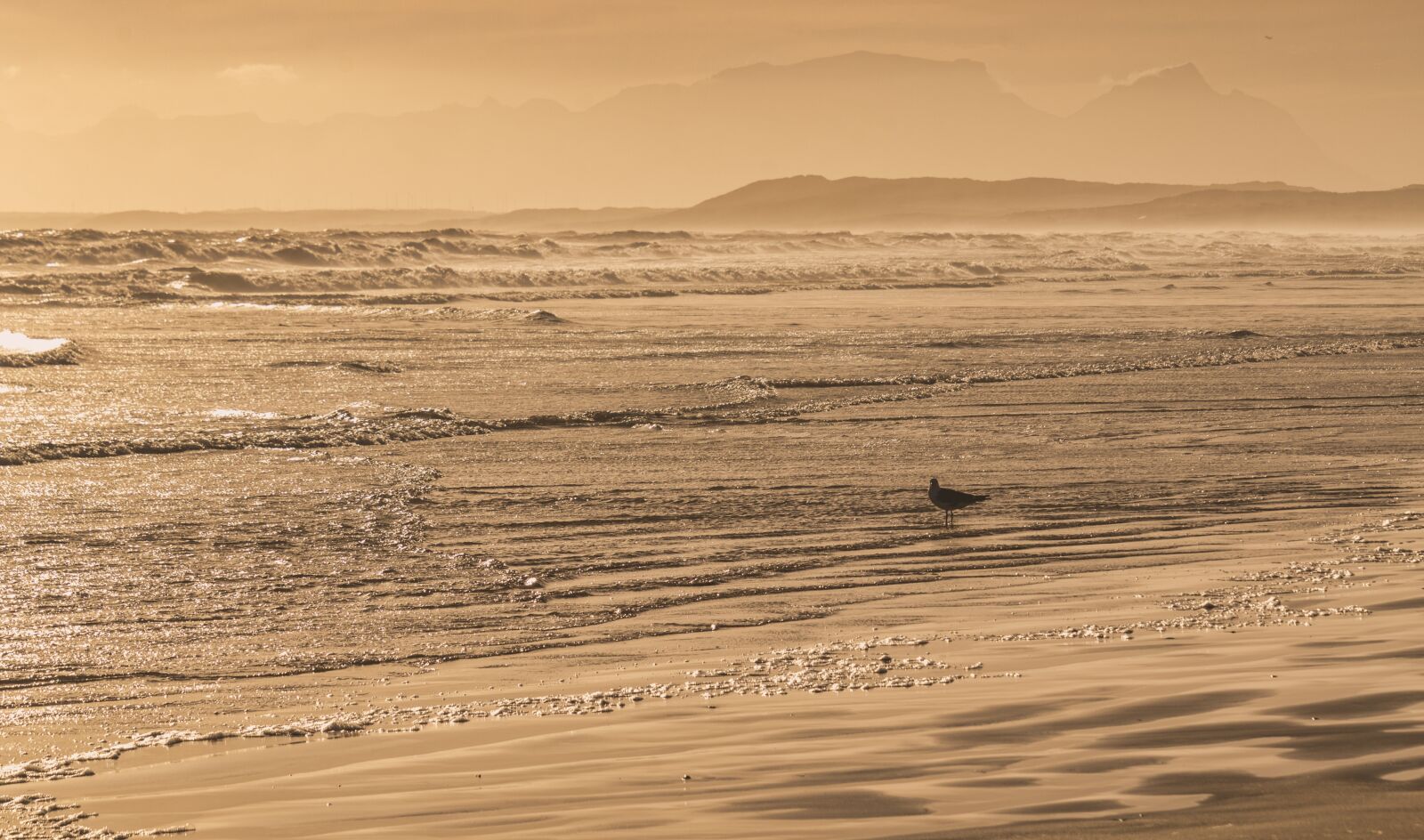 Nikon D7000 sample photo. Ocean, beach, seagull photography