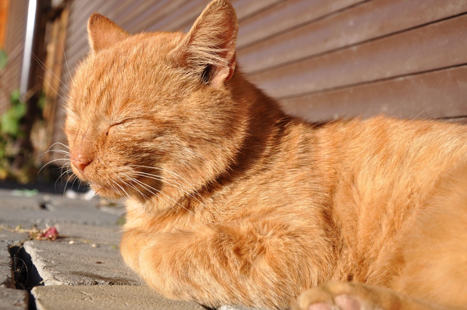 Nikon D90 sample photo. Cat, red-headed cat, outdoor photography