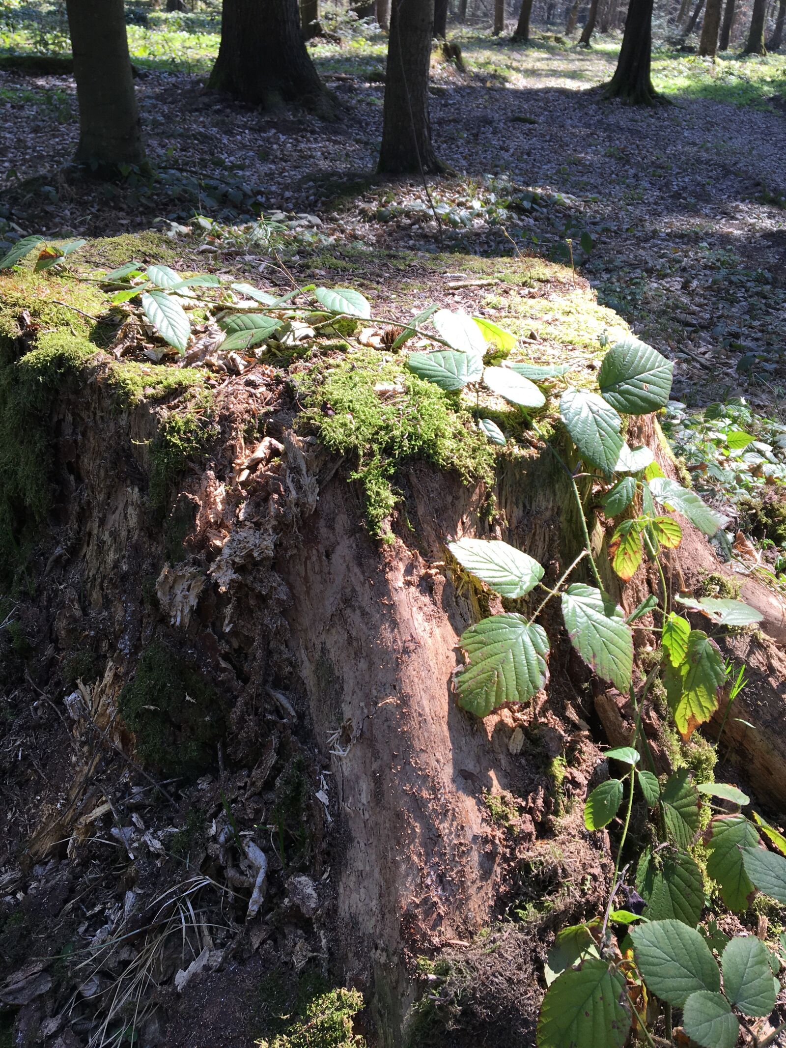 Apple iPhone 6s sample photo. Moss, forest, tree photography
