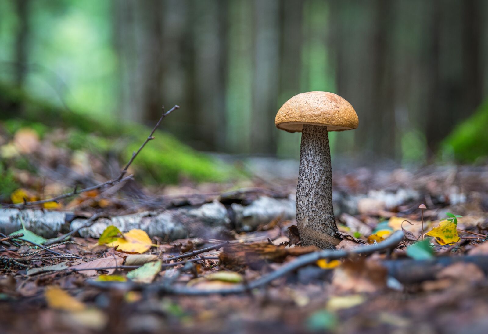 Sony a7R II + Canon EF 24-70mm F2.8L II USM sample photo. Mushroom, leaves, forest photography
