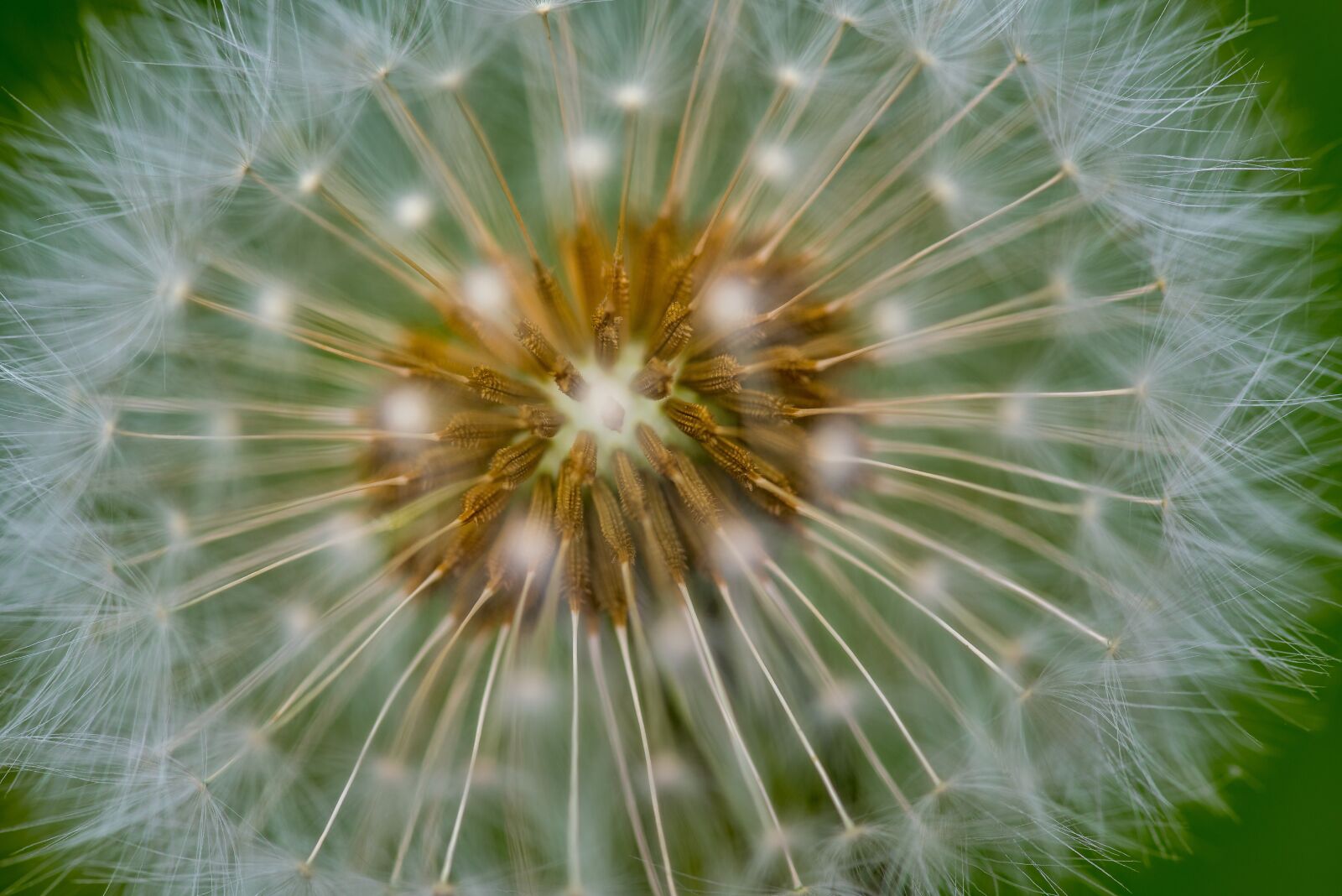 Nikon D750 sample photo. Macro, dandelion, nature photography