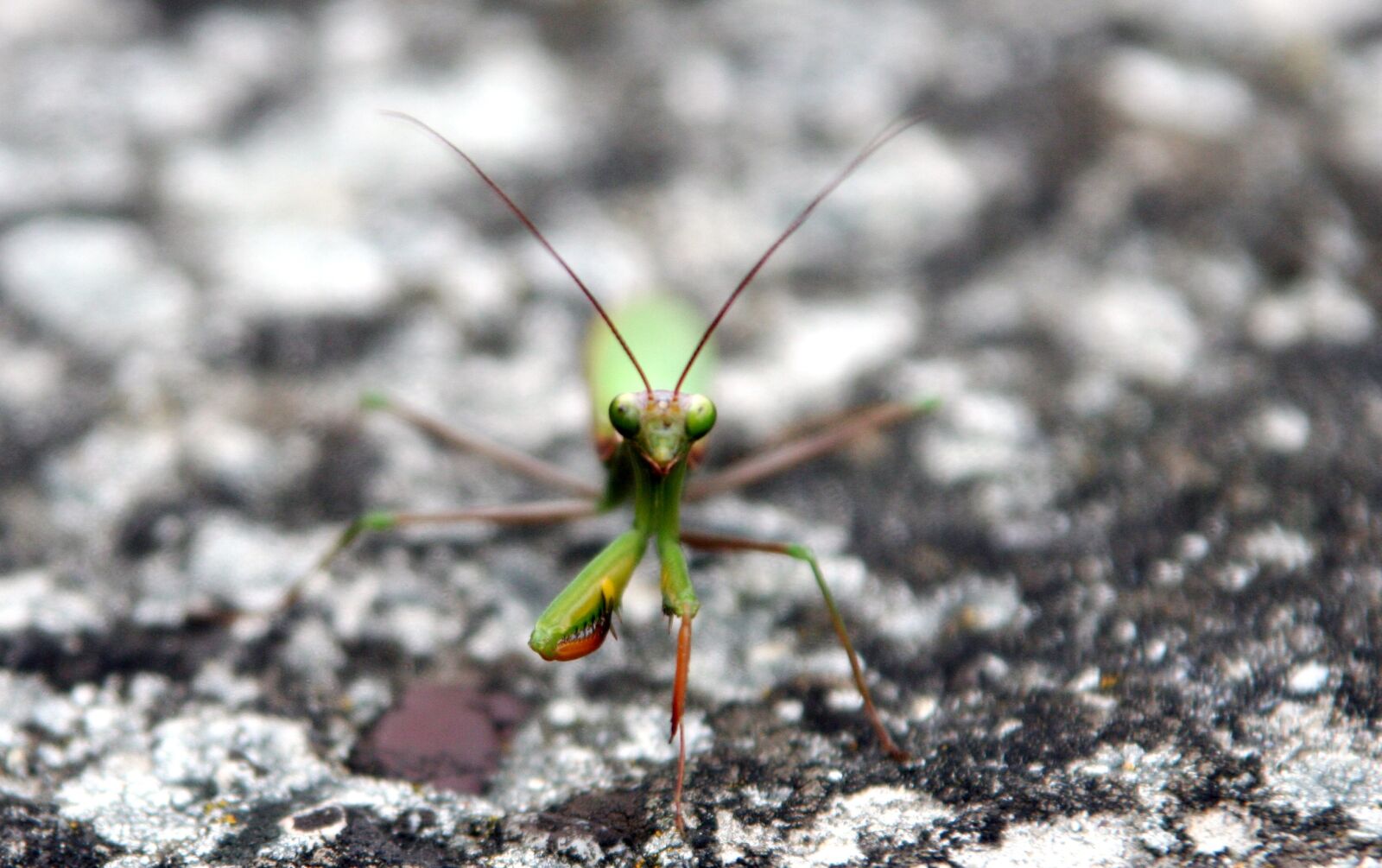 Canon EOS 350D (EOS Digital Rebel XT / EOS Kiss Digital N) sample photo. Mantis, insect, green photography