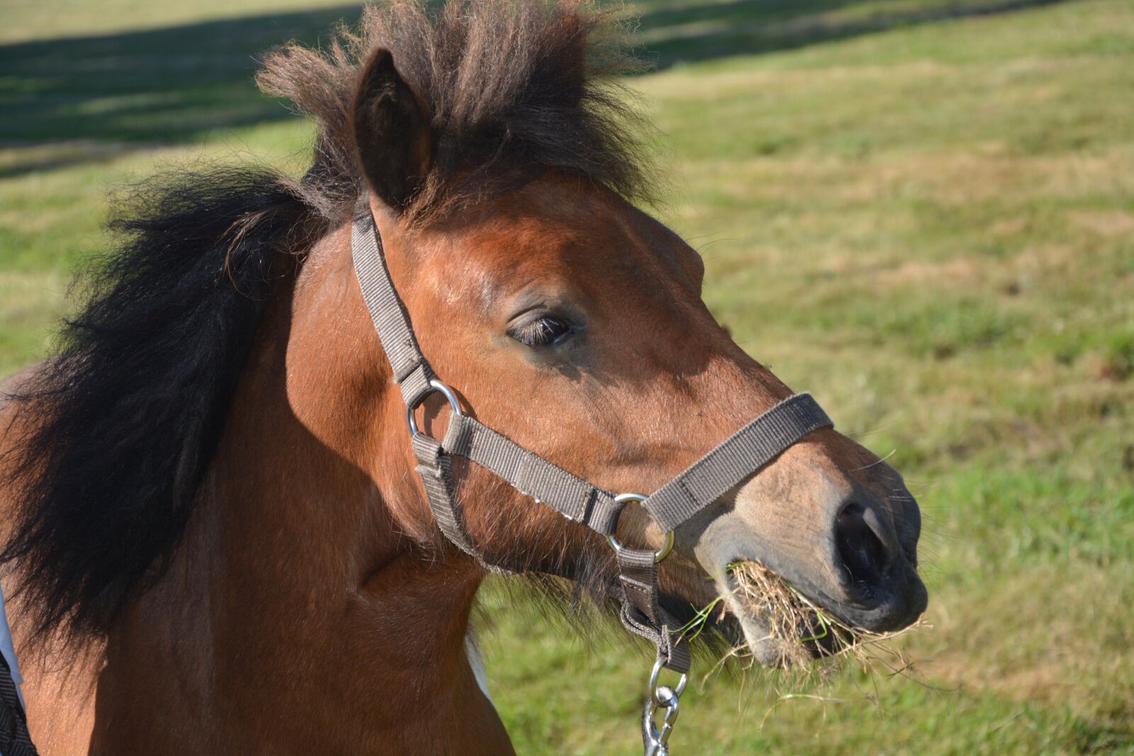 Nikon D5200 sample photo. Shetland pony, ruminants eat photography