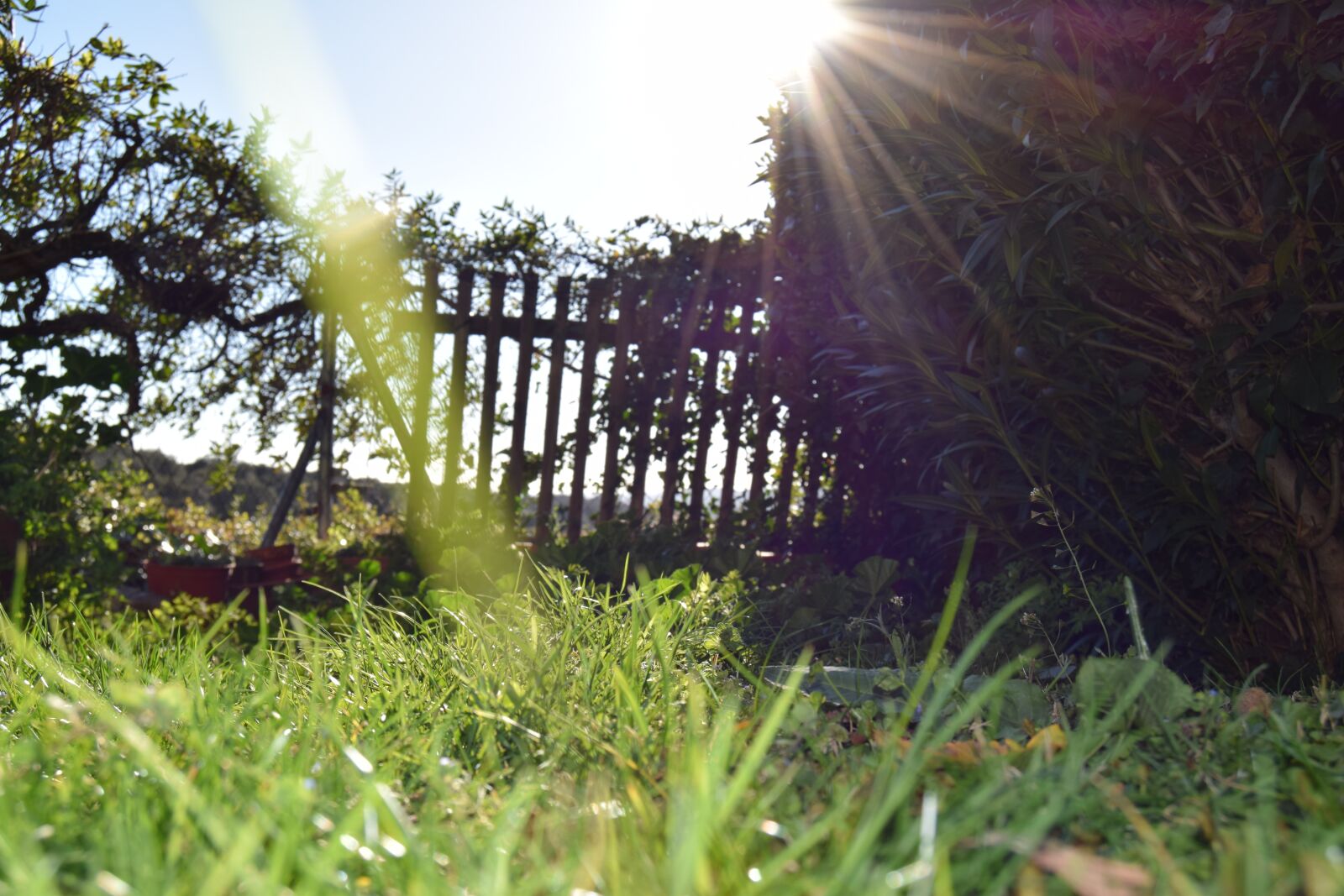 Nikon D3300 sample photo. Sun, grass, fence photography