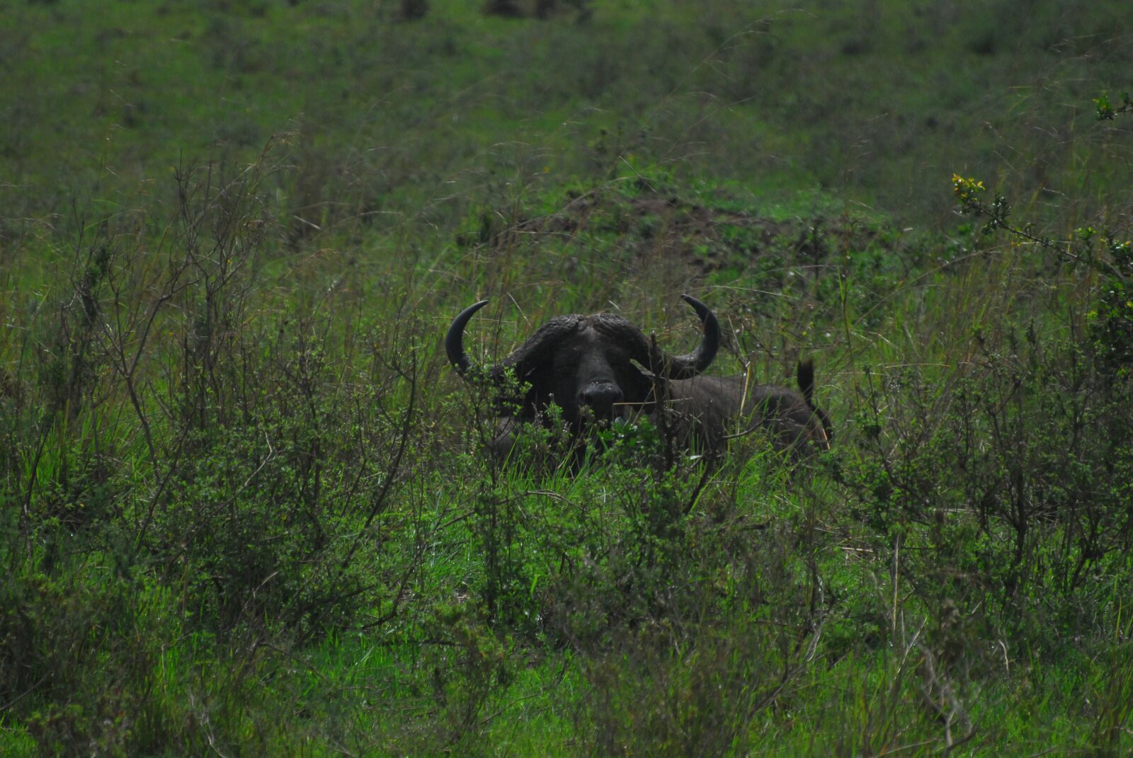 Nikon D200 sample photo. Danger, buffalo, dangerous photography