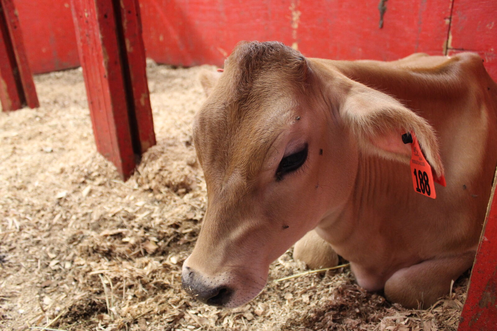 Canon EOS 1200D (EOS Rebel T5 / EOS Kiss X70 / EOS Hi) sample photo. Baby, cow, calf, cow photography
