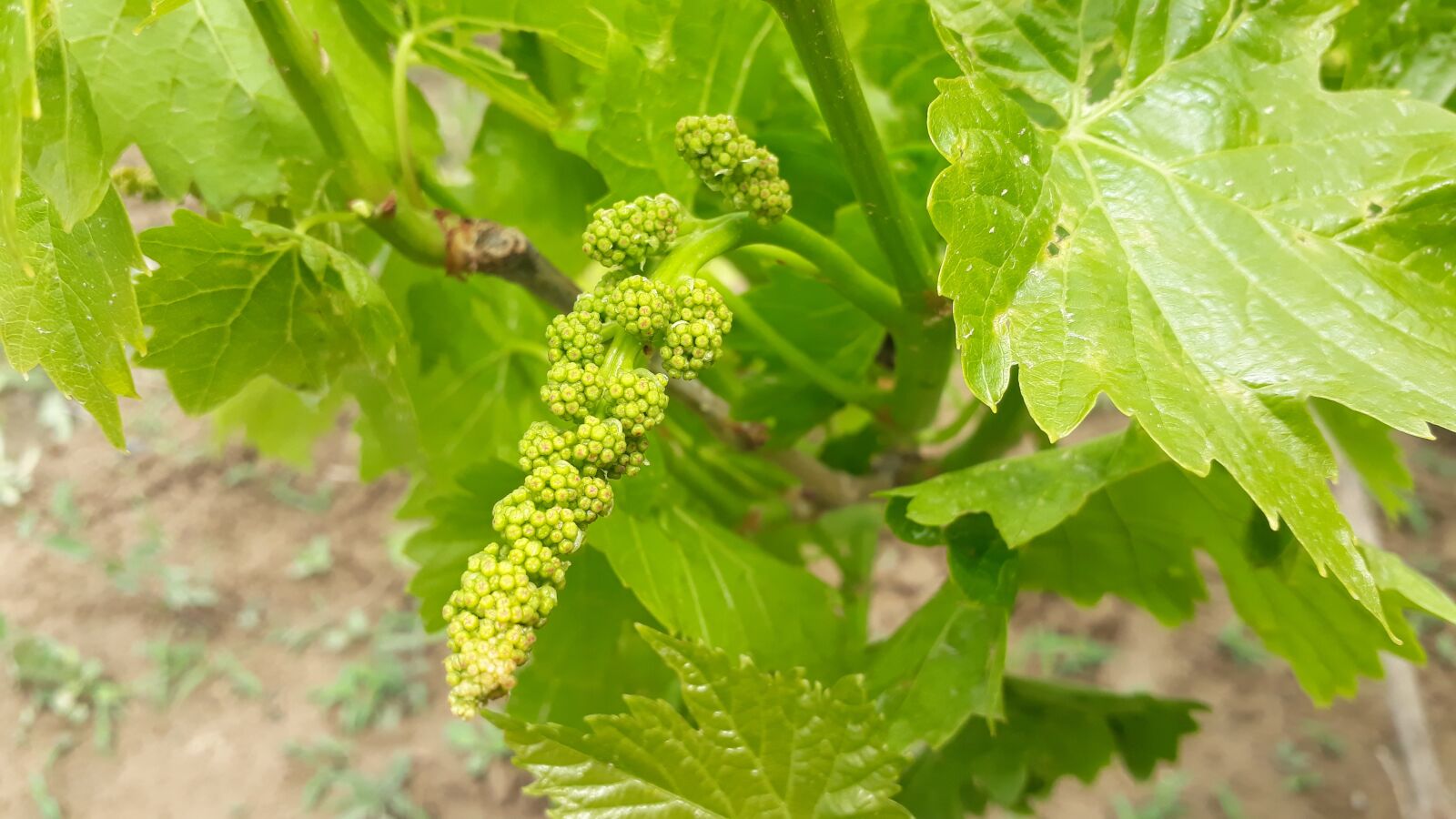 Samsung Galaxy On7 Prime sample photo. Nature, spring, grape photography
