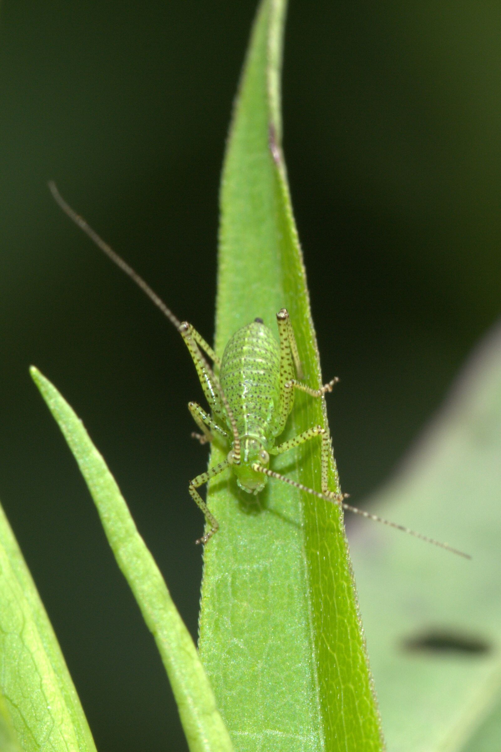 Nikon D5200 sample photo. Viridissima, deciduous locust, insect photography