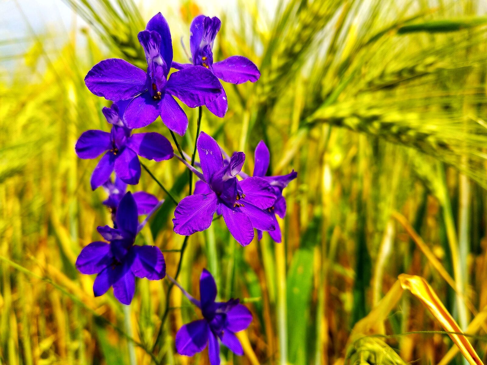 Xiaomi Mi A1 sample photo. Rye, flower, purple photography